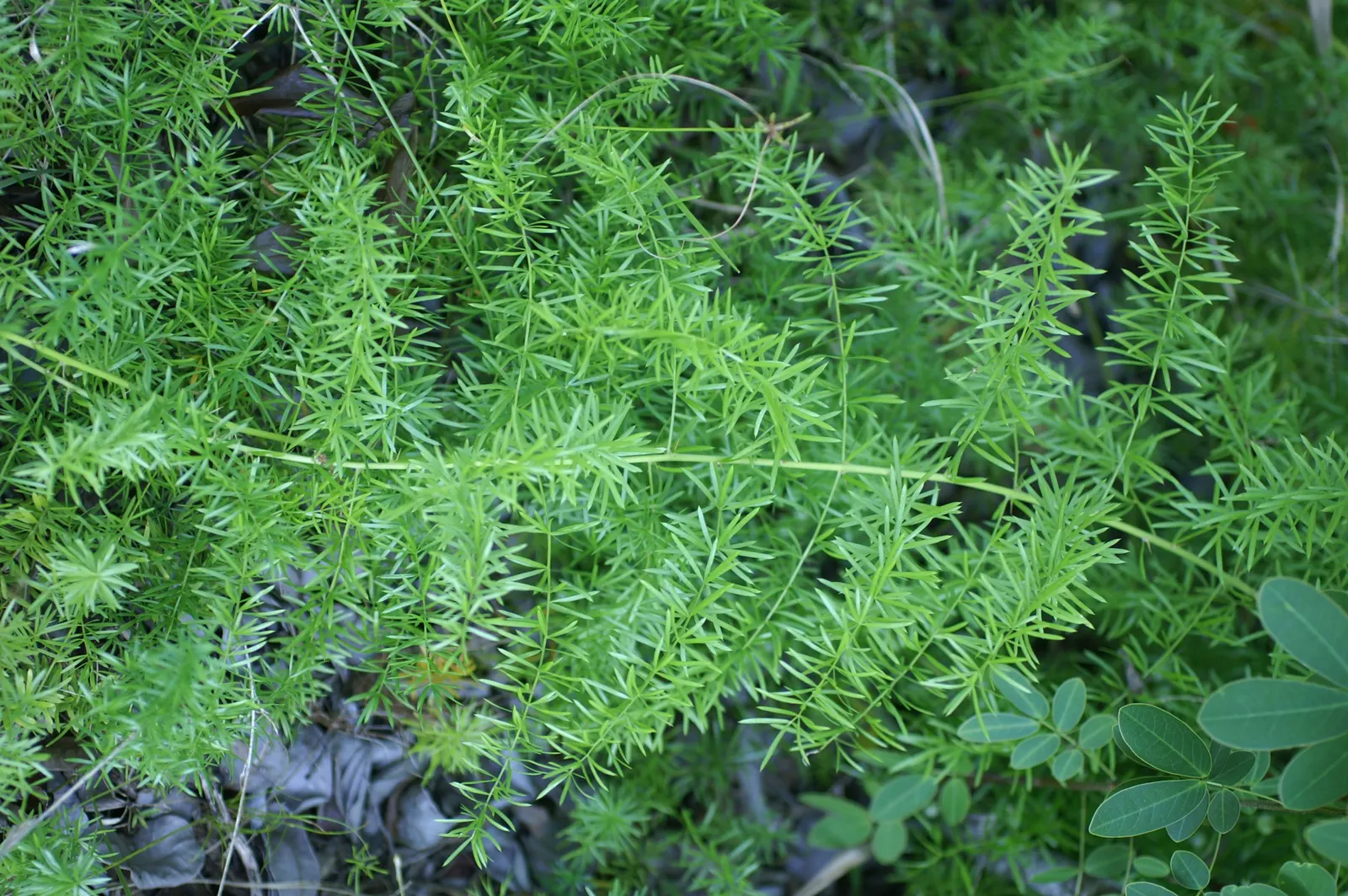 Sprenger Asparagus (Asparagus Densiflorus 'Sprengeri') — commonly known as Sprenger Asparagus or Asparagus fern; grows from a central root with trailing stems