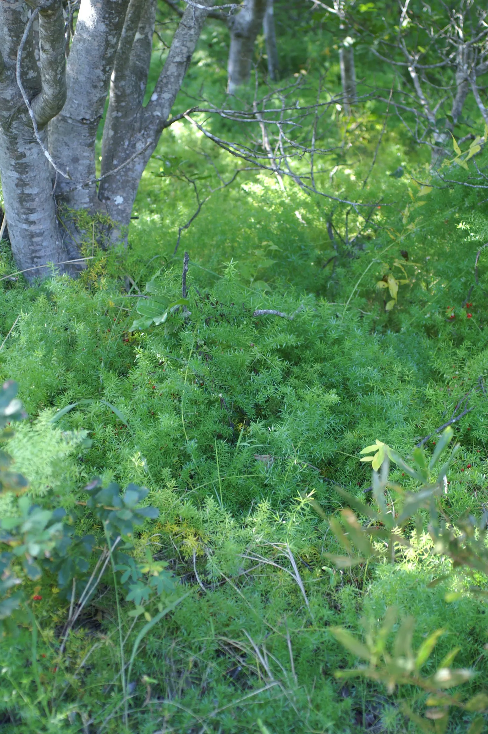 Sprenger Asparagus (Asparagus Densiflorus 'Sprengeri') — commonly known as Sprenger Asparagus or Asparagus fern