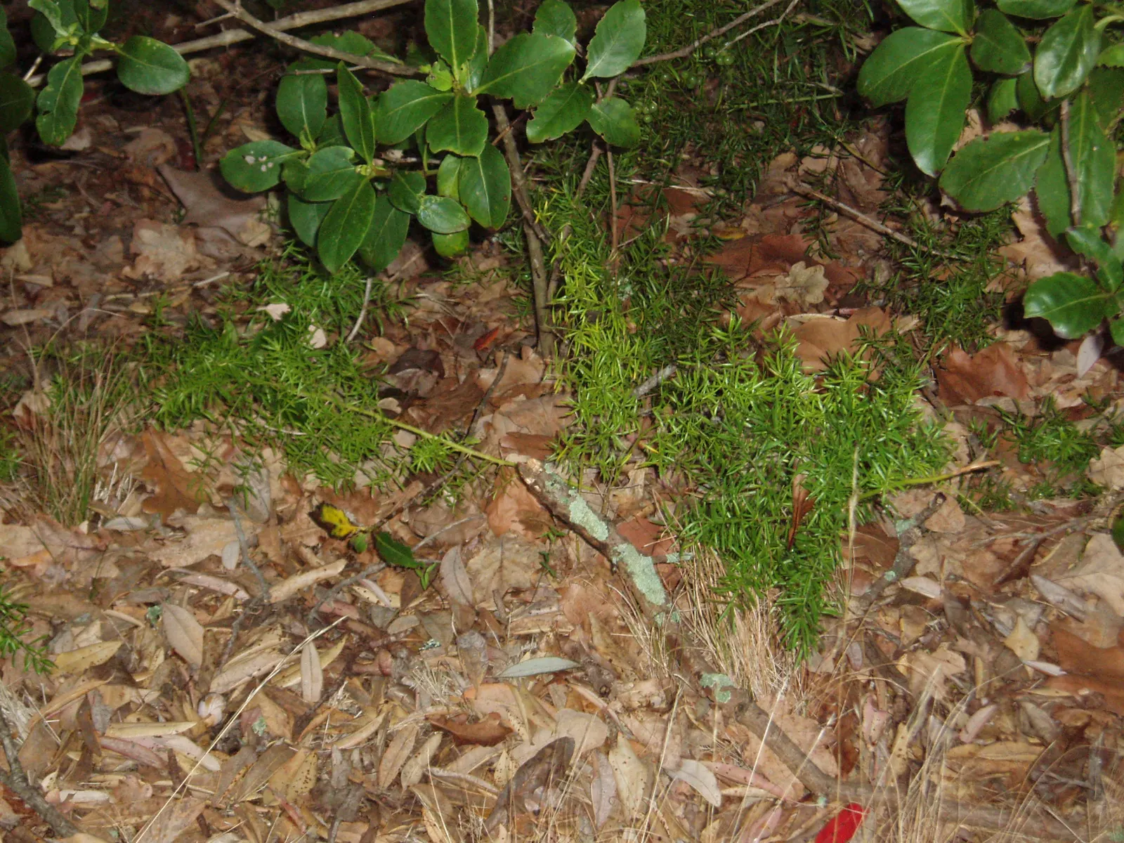 Sprenger Asparagus (Asparagus Densiflorus 'Sprengeri') — is an evergreen perennial that adds a lush; sprenger Asparagus adapts well but can become, image 72