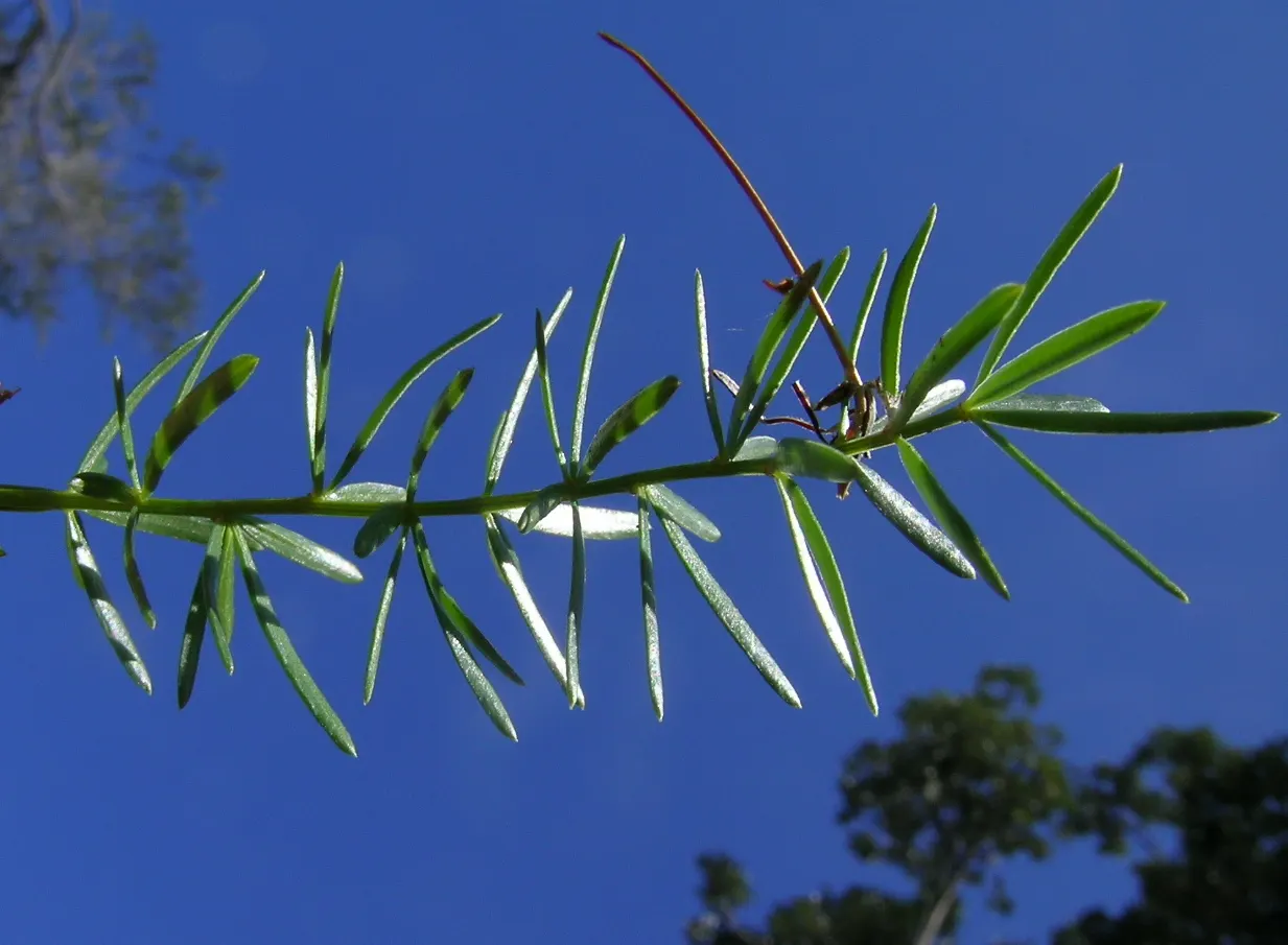Sprenger Asparagus (Asparagus Densiflorus 'Sprengeri') — In summer, it produces small white flowers followed by vibrant red berries, adding a pop, image 58