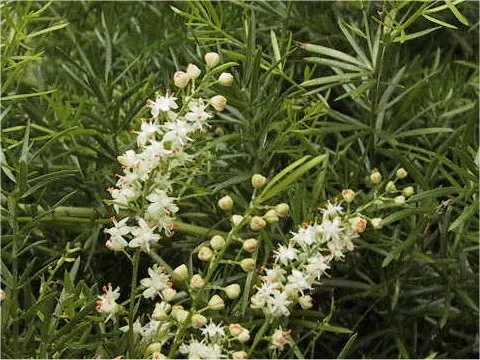 Sprenger Asparagus (Asparagus Densiflorus 'Sprengeri') — is an evergreen perennial that adds a lush