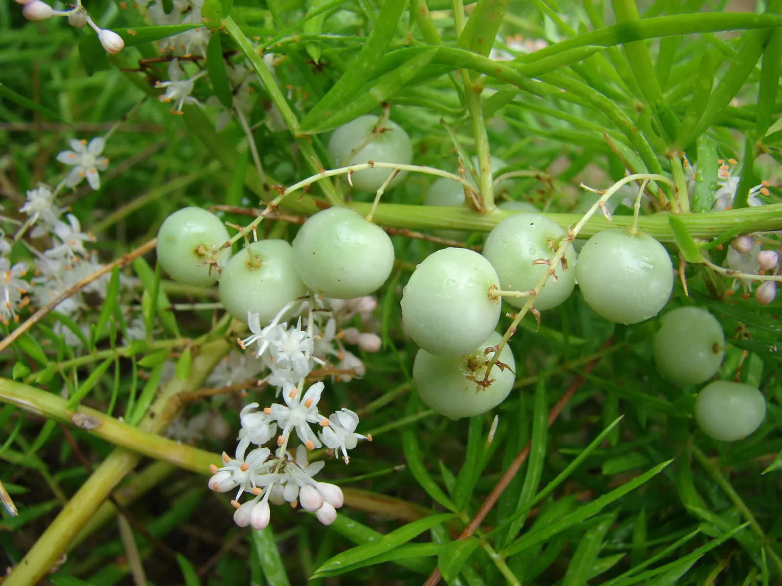 Sprenger Asparagus (Asparagus Densiflorus 'Sprengeri') — Requires well-drained soil and partial shade to full sun; grows from a central root with trailing