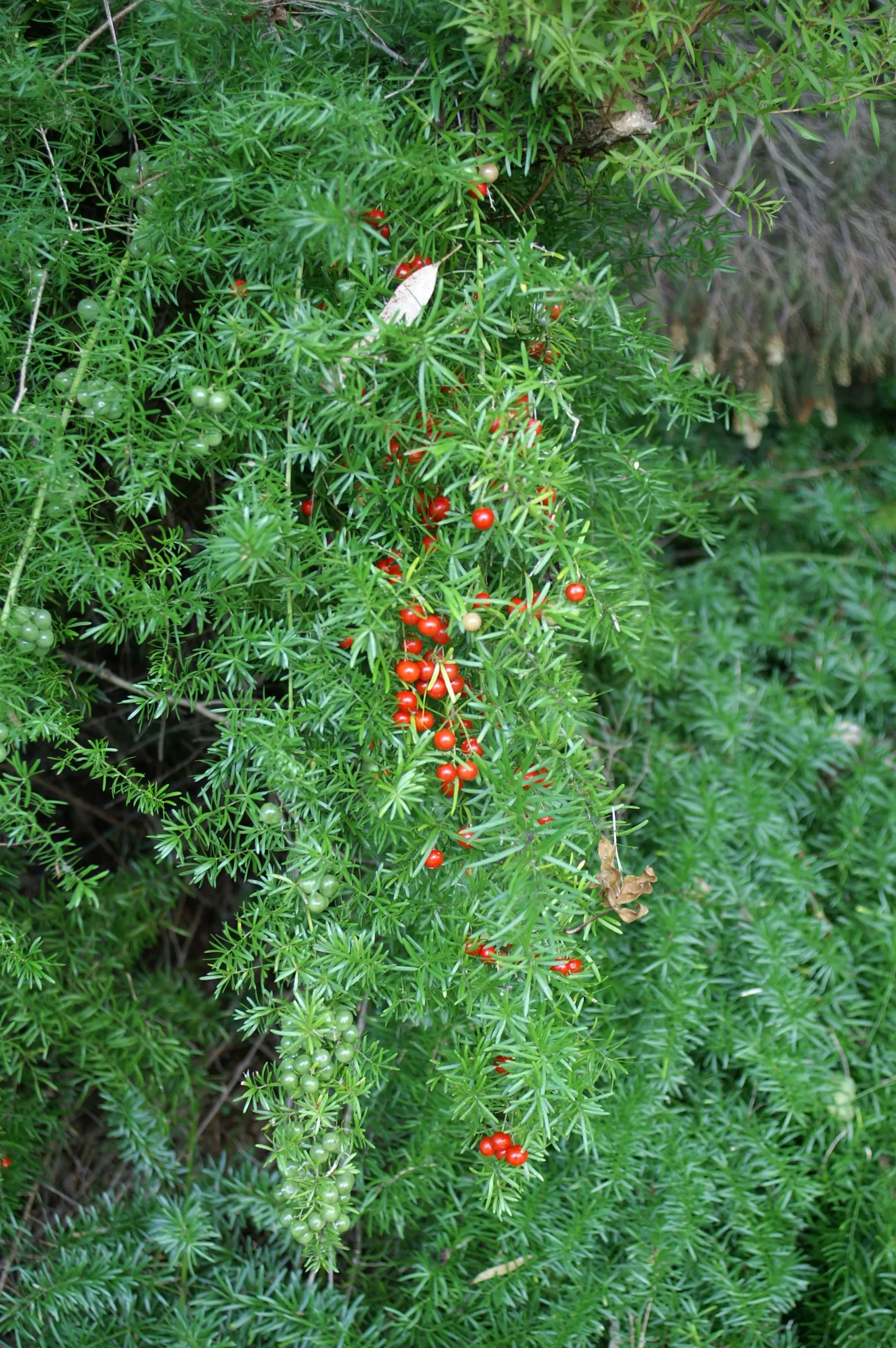 Sprenger Asparagus (Asparagus Densiflorus 'Sprengeri') — Sprenger Asparagus adapts well but can become invasive in certain areas, image 60