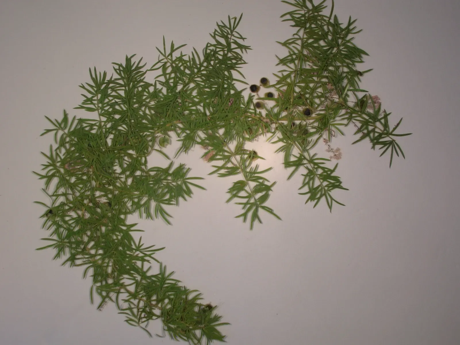 Sprenger Asparagus (Asparagus Densiflorus 'Sprengeri') — Drought-tolerant once established, with moderate water needs; sprenger Asparagus adapts, image 90