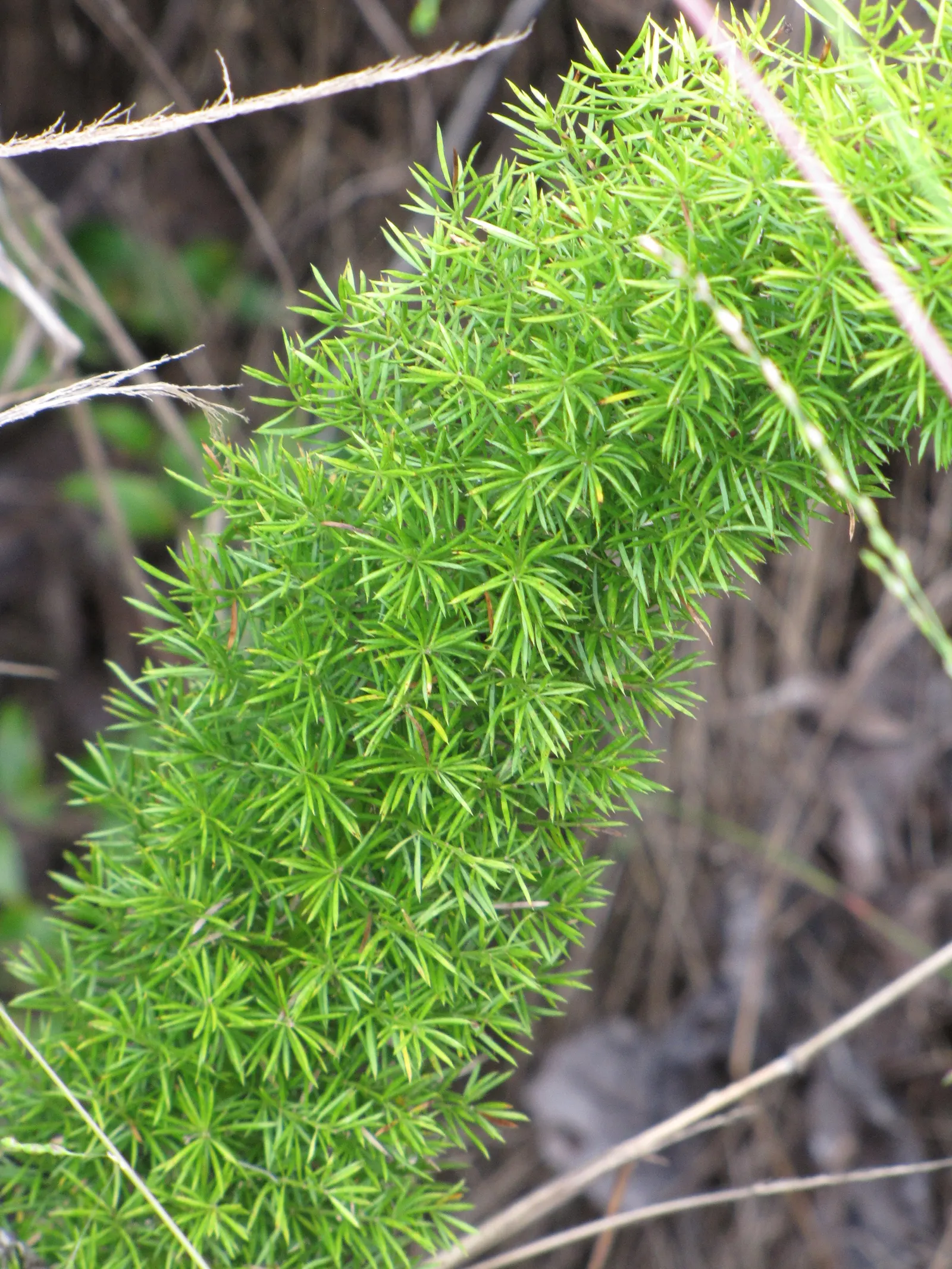 Sprenger Asparagus (Asparagus Densiflorus 'Sprengeri') — Sprenger Asparagus adapts well but can become invasive in certain areas, image 102