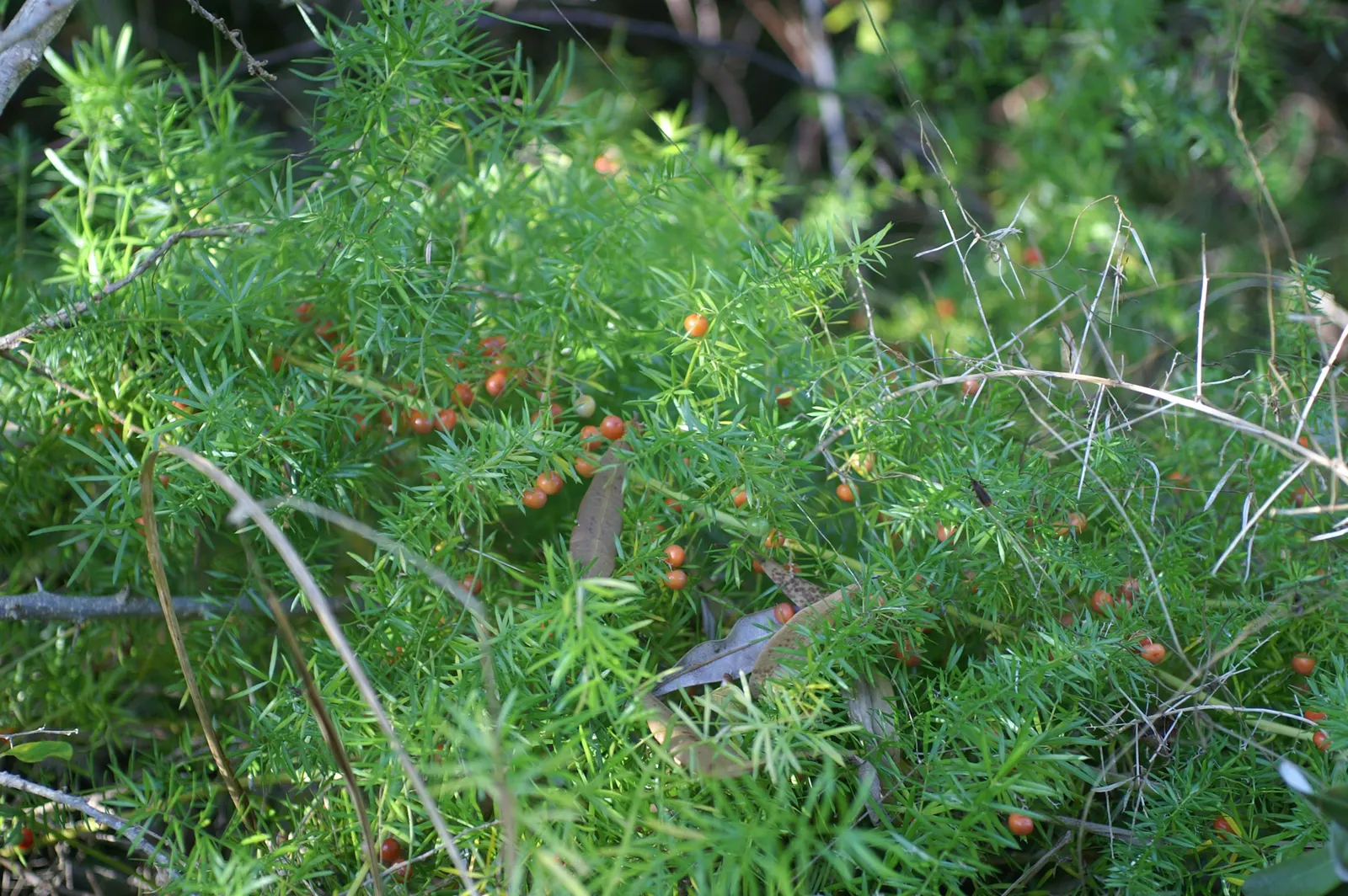 Sprenger Asparagus (Asparagus Densiflorus 'Sprengeri') — Thriving in USDA zones 9-11, it boasts arching stems reaching 2-3 feet with feathery, image 24