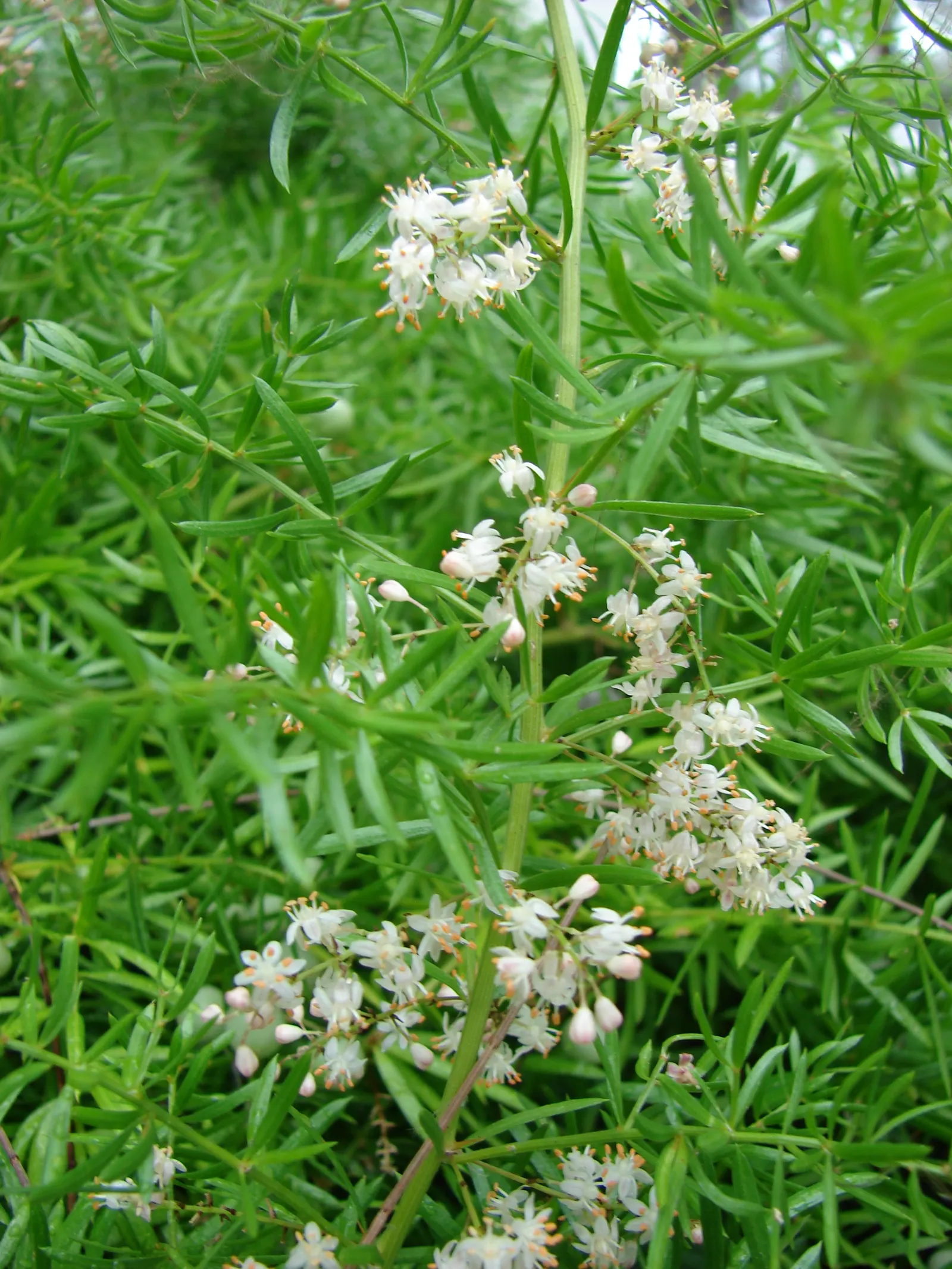 Sprenger Asparagus (Asparagus Densiflorus 'Sprengeri') — grows from a central root with trailing stems that can extend up to 3 feet in length, image 95