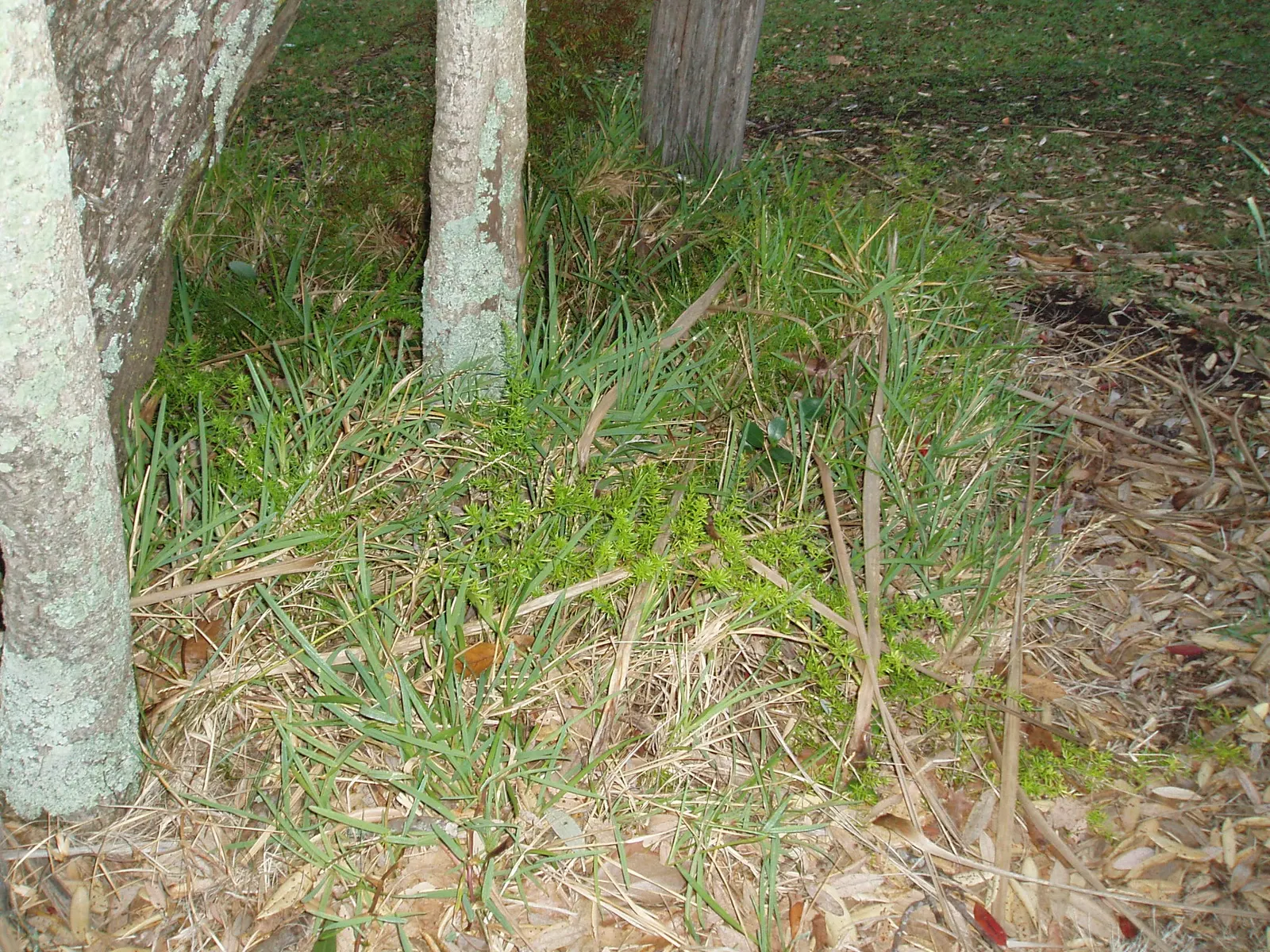 Sprenger Asparagus (Asparagus Densiflorus 'Sprengeri') — Keep watch for rare red berries which are toxic if ingested; perfect for hanging baskets, image 49
