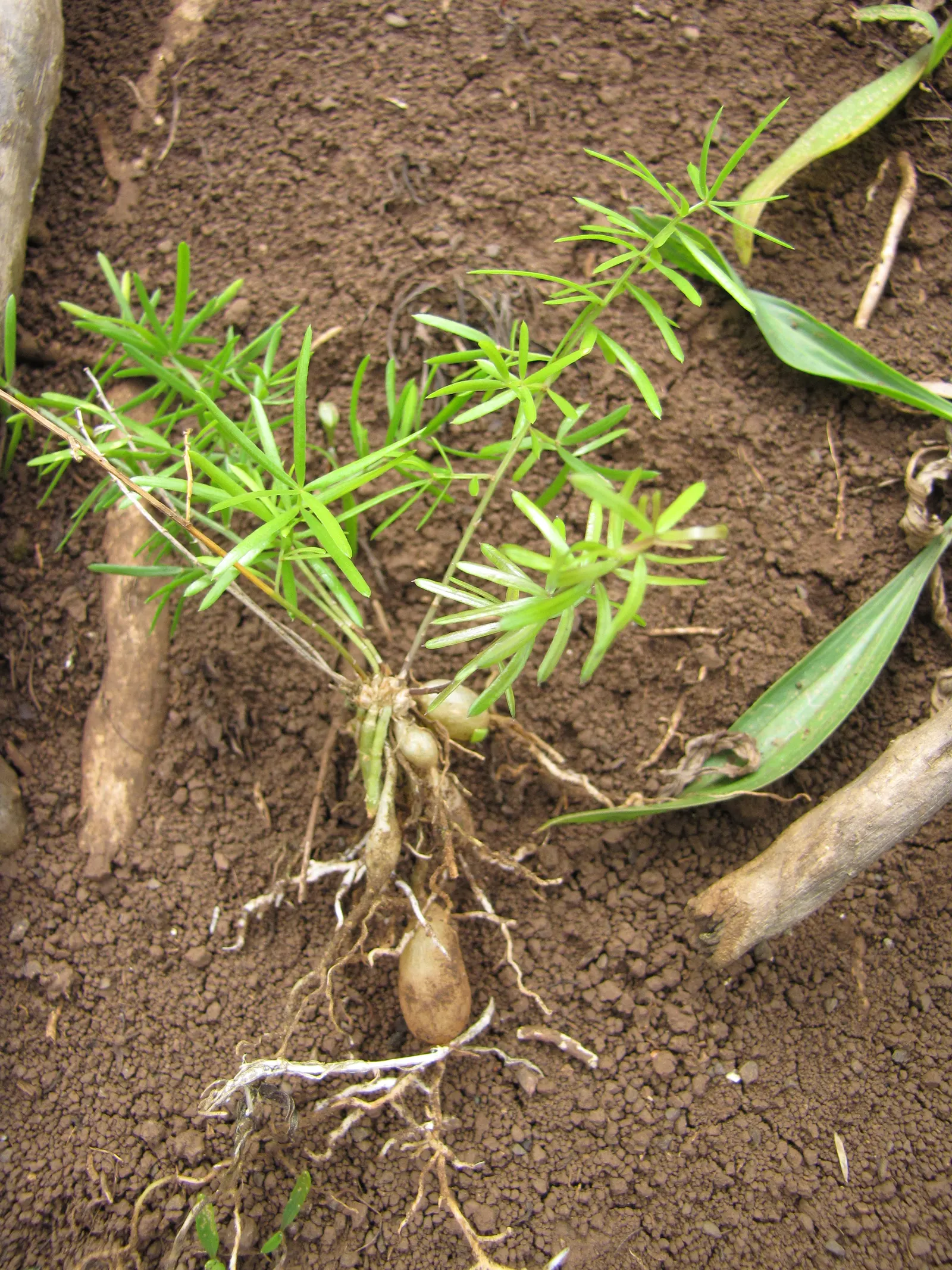 Sprenger Asparagus (Asparagus Densiflorus 'Sprengeri') — grows from a central root with trailing stems that can extend up to 3 feet in length, image 53