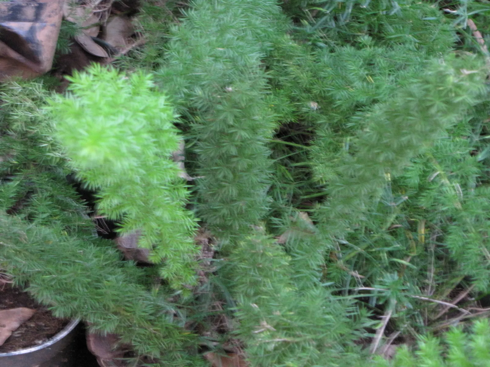 Sprenger Asparagus (Asparagus Densiflorus 'Sprengeri') — and as a groundcover in shaded areas of the garden; grows from a central root with, image 56