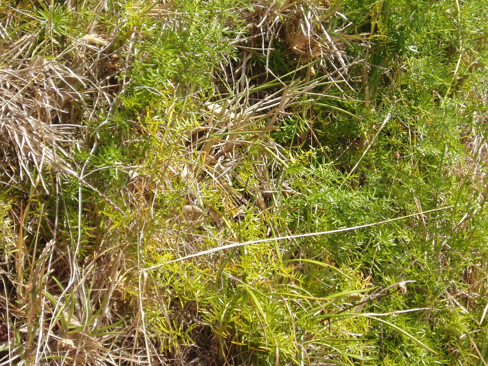 Sprenger Asparagus (Asparagus Densiflorus 'Sprengeri') — it's important to note that the berries are toxic if ingested; grows from a central root with trailing