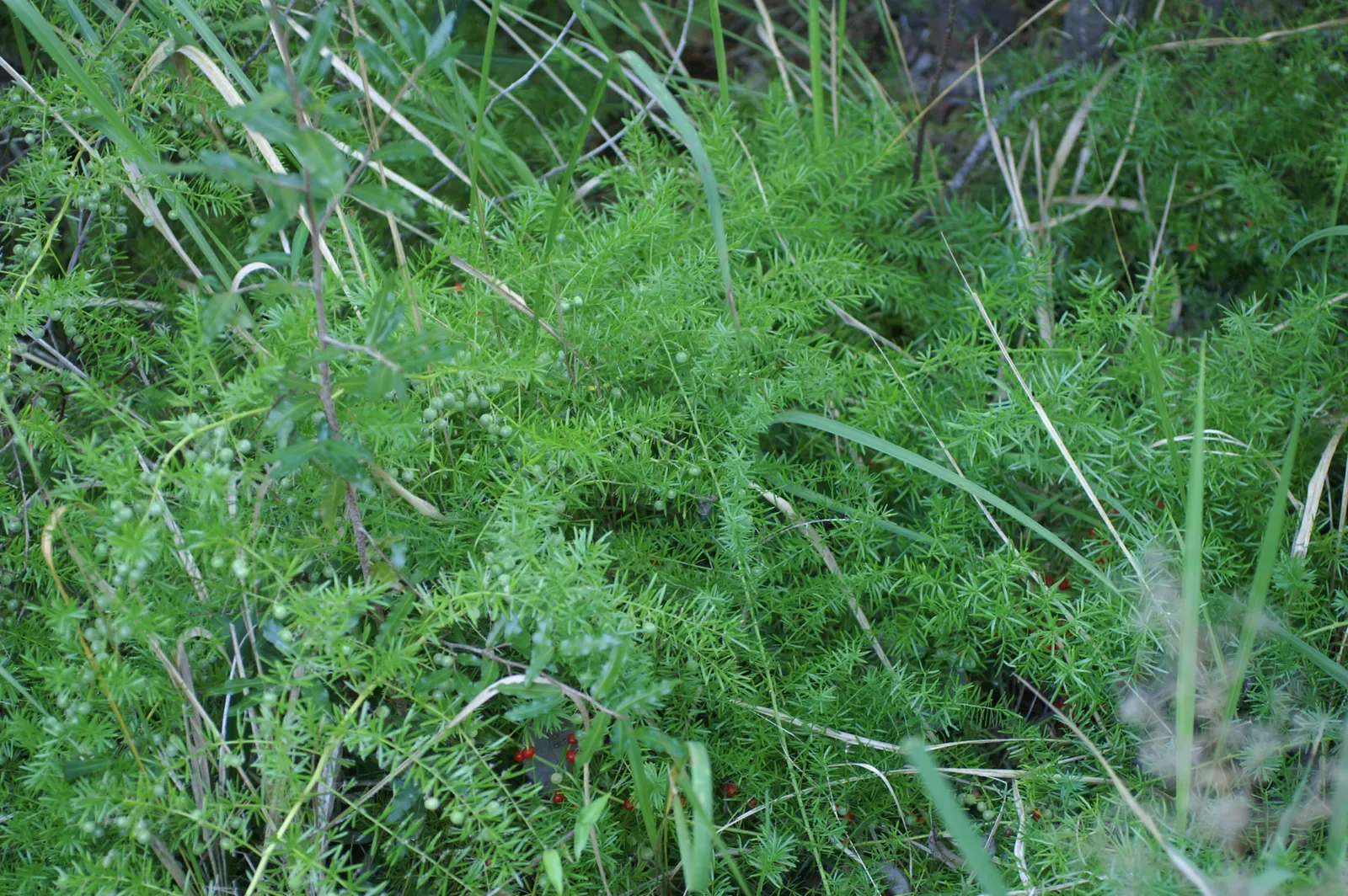 Sprenger Asparagus (Asparagus Densiflorus 'Sprengeri') — ornamental fern-like perennial