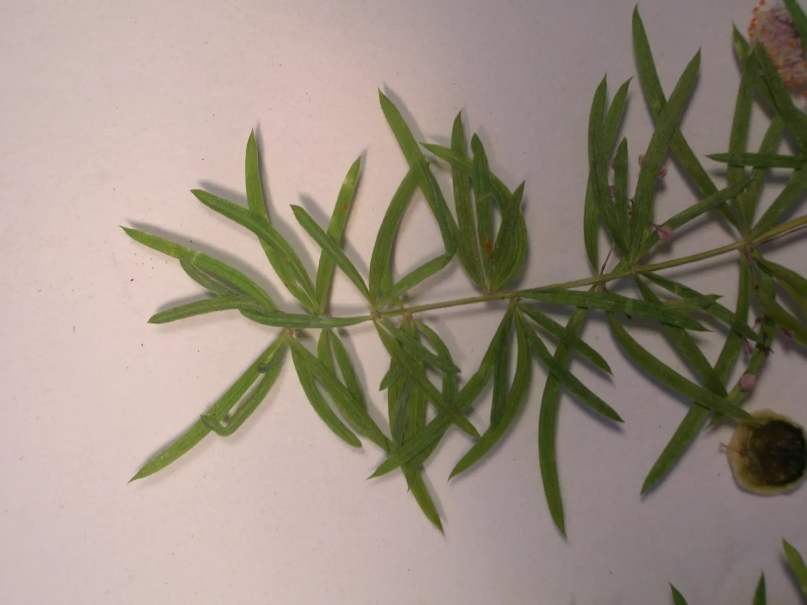 Sprenger Asparagus (Asparagus Densiflorus 'Sprengeri') — In summer, it produces small white flowers followed by vibrant red berries, adding a pop of color