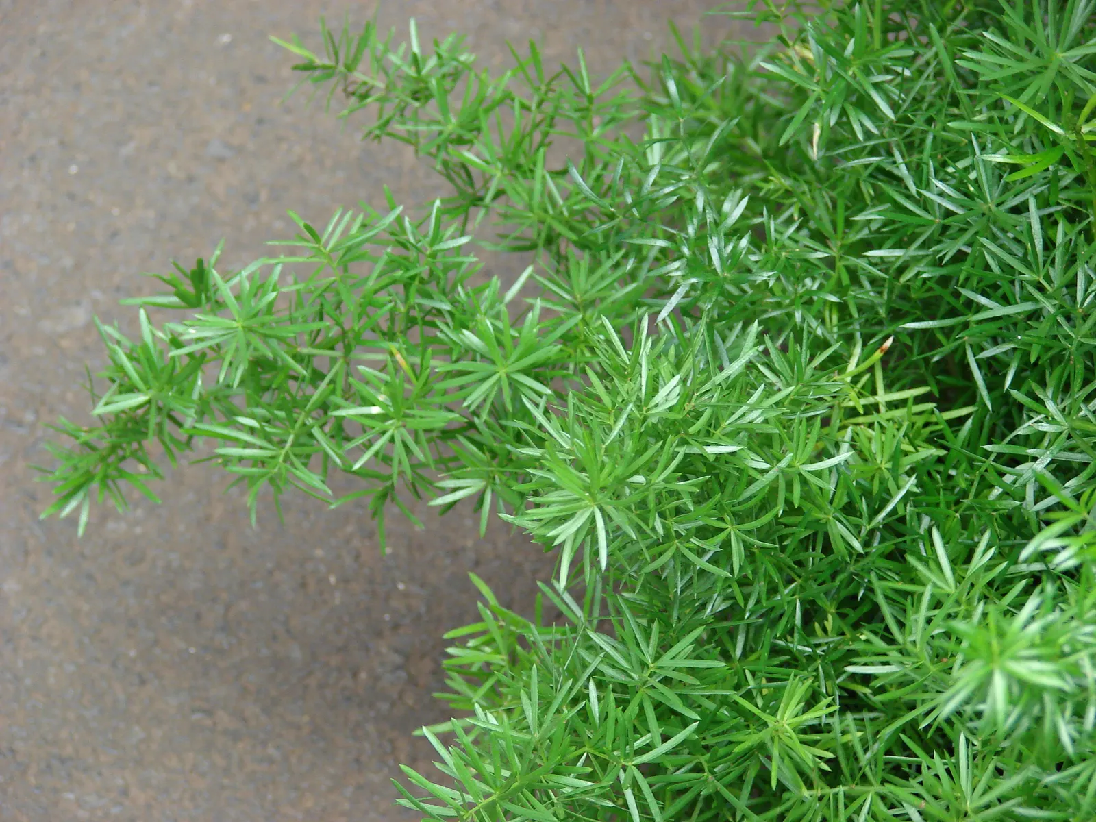 Sprenger Asparagus (Asparagus Densiflorus 'Sprengeri') — Sprenger Asparagus adapts well but can become invasive in certain areas, image 39