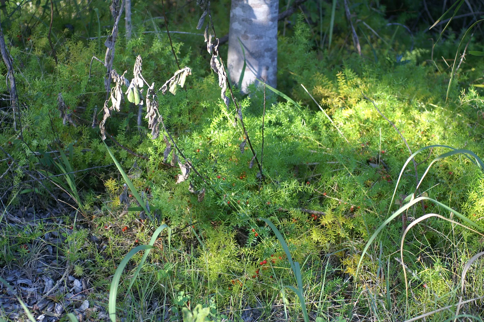 Sprenger Asparagus (Asparagus Densiflorus 'Sprengeri') — ornamental fern-like perennial; grows from a central root with trailing stems that can extend up to 3