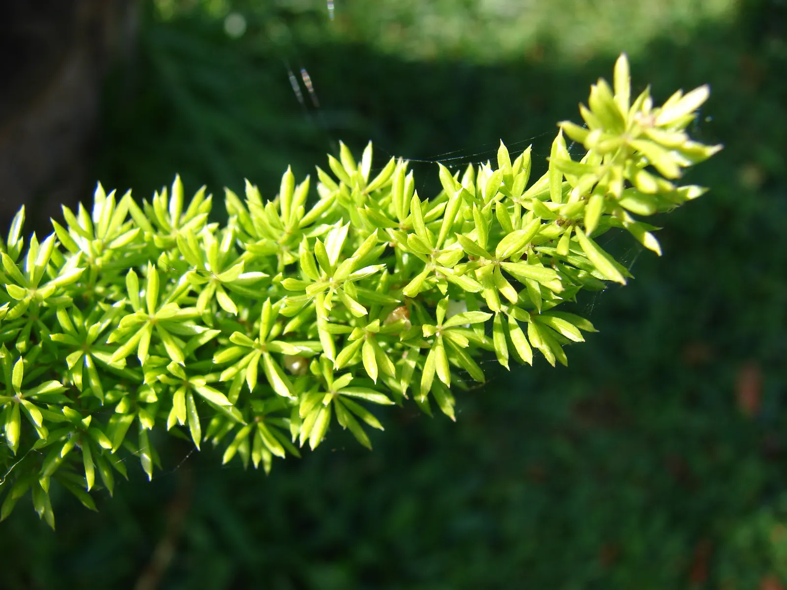 Sprenger Asparagus (Asparagus Densiflorus 'Sprengeri') — Thriving in USDA zones 9-11, it boasts arching stems reaching 2-3 feet with feathery, image 87