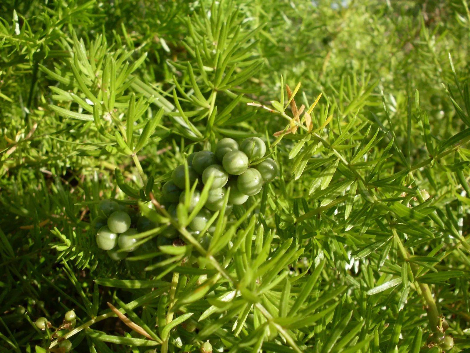 Sprenger Asparagus (Asparagus Densiflorus 'Sprengeri') — Requires well-drained soil and partial shade to full sun; grows from a central root with, image 89