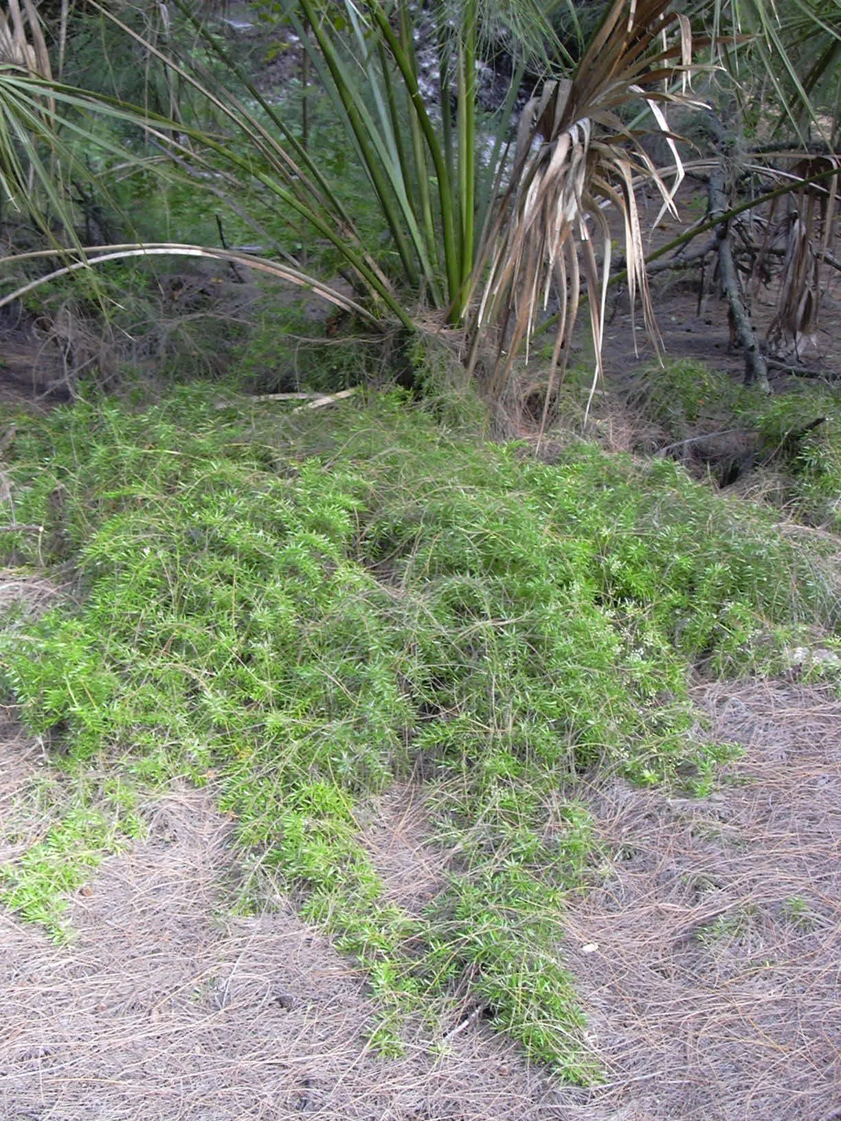 Sprenger Asparagus (Asparagus Densiflorus 'Sprengeri') — It thrives in USDA hardiness zones 9 to 11 and performs best in partial to full shade; sprenger