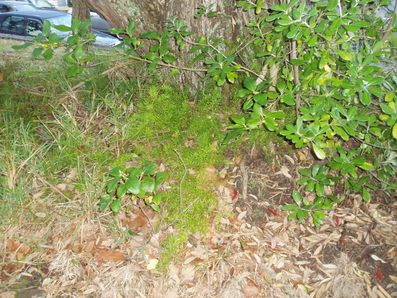 Sprenger Asparagus (Asparagus Densiflorus 'Sprengeri') — so regular maintenance may be required to control its growth; perfect for hanging baskets, image 61