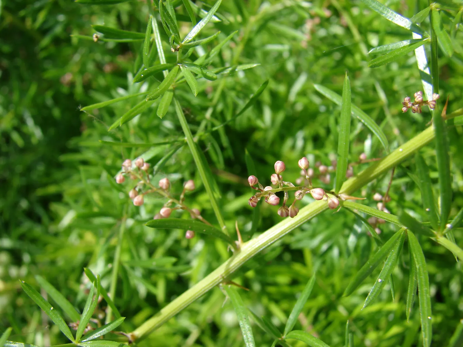 Sprenger Asparagus (Asparagus Densiflorus 'Sprengeri') — fern / ground cover for full or half or shade