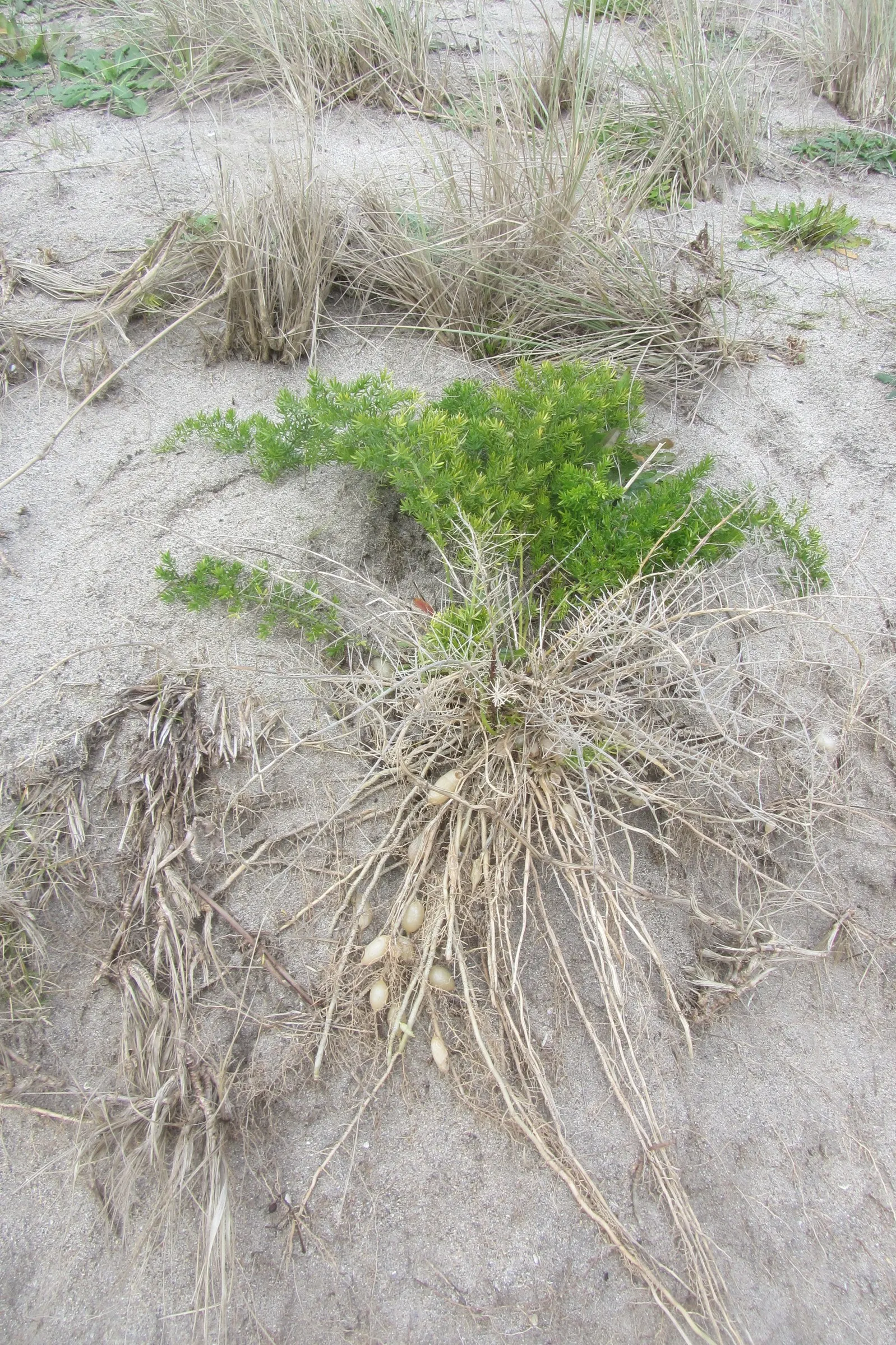 Sprenger Asparagus (Asparagus Densiflorus 'Sprengeri') — Drought-tolerant once established, with moderate water needs; sprenger Asparagus adapts well but can