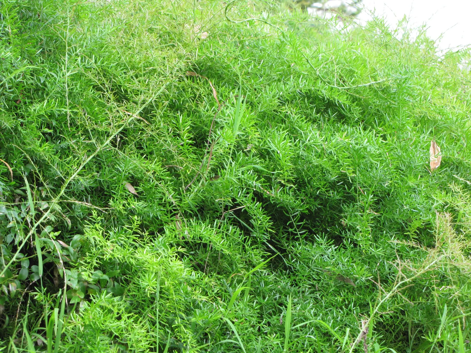 Sprenger Asparagus (Asparagus Densiflorus 'Sprengeri') — Perfect for hanging baskets, it adds texture with its cascading nature, image 67