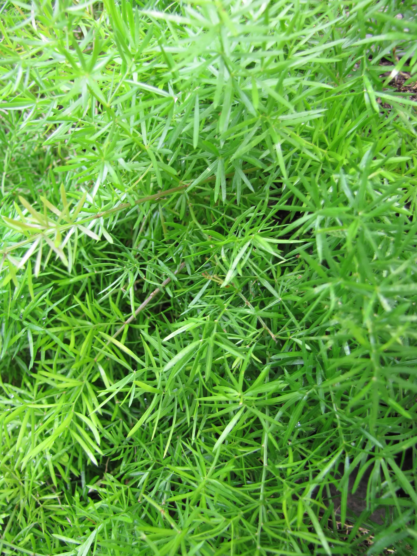 Sprenger Asparagus (Asparagus Densiflorus 'Sprengeri') — so regular maintenance may be required to control its growth; perfect for hanging baskets, it adds