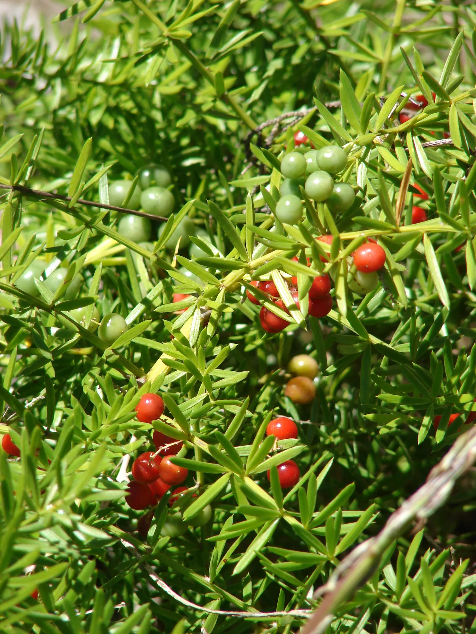 Sprenger Asparagus (Asparagus Densiflorus 'Sprengeri') — it's important to note that the berries are toxic if ingested