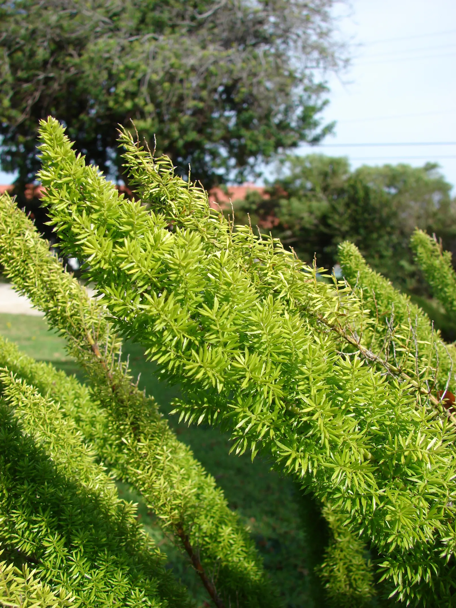 Sprenger Asparagus (Asparagus Densiflorus 'Sprengeri') — feathery texture to your landscape design; perfect for hanging baskets, it adds texture, image 94