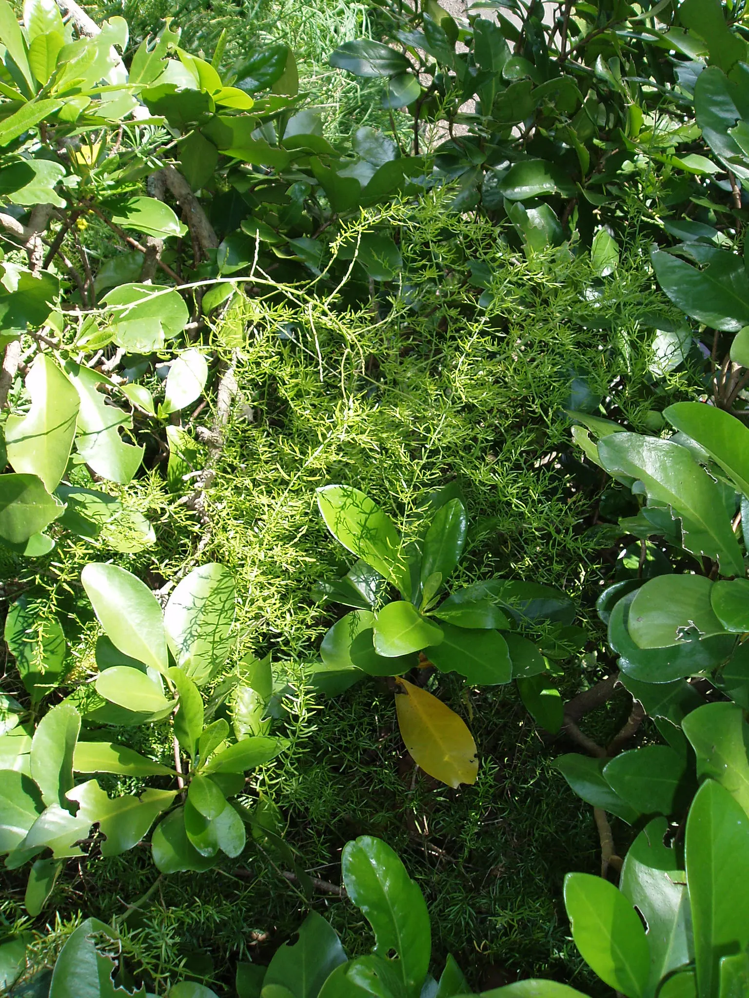 Sprenger Asparagus (Asparagus Densiflorus 'Sprengeri') — is an evergreen perennial that adds a lush; sprenger Asparagus adapts well but can become, image 93