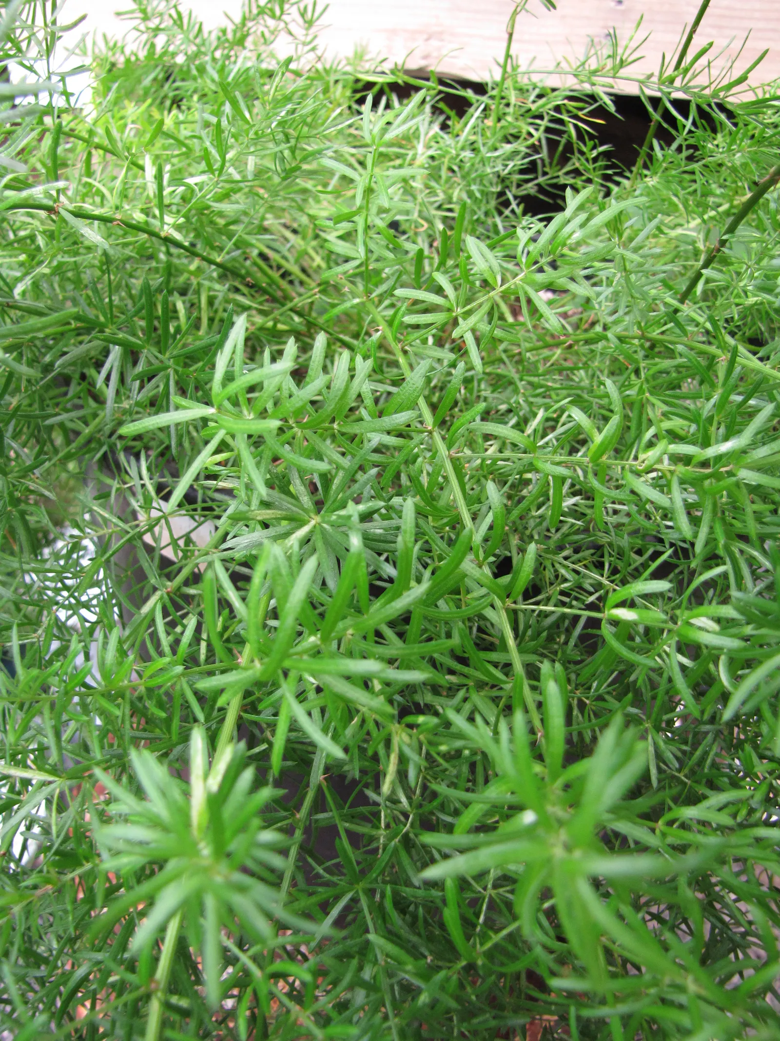 Sprenger Asparagus (Asparagus Densiflorus 'Sprengeri') — Perfect for hanging baskets, it adds texture with its cascading nature, image 88