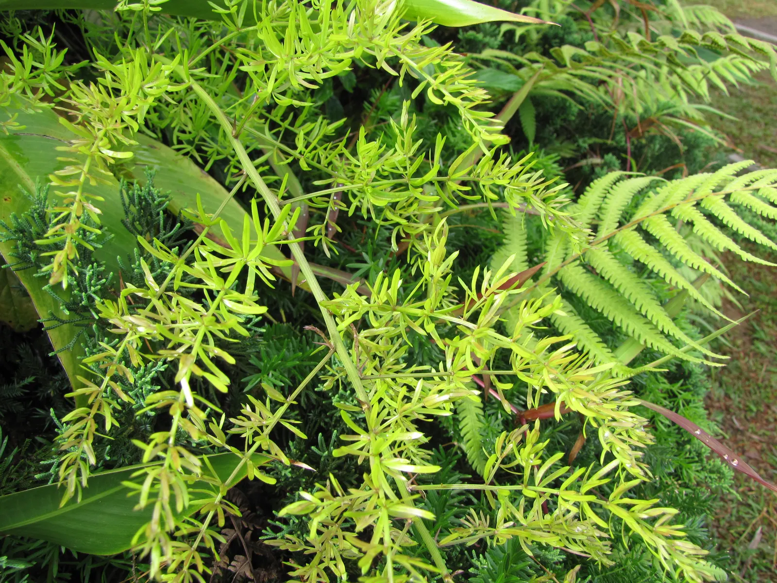 Sprenger Asparagus (Asparagus Densiflorus 'Sprengeri') — Requires well-drained soil and partial shade to full sun; grows from a central root with, image 68
