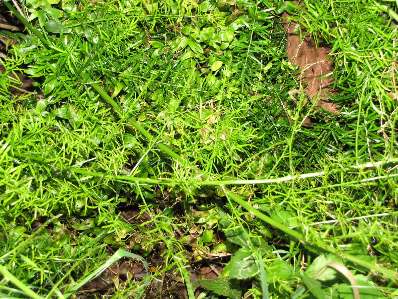 Sprenger Asparagus (Asparagus Densiflorus 'Sprengeri') — It thrives in USDA hardiness zones 9 to 11 and performs best in partial to full shade, image 54