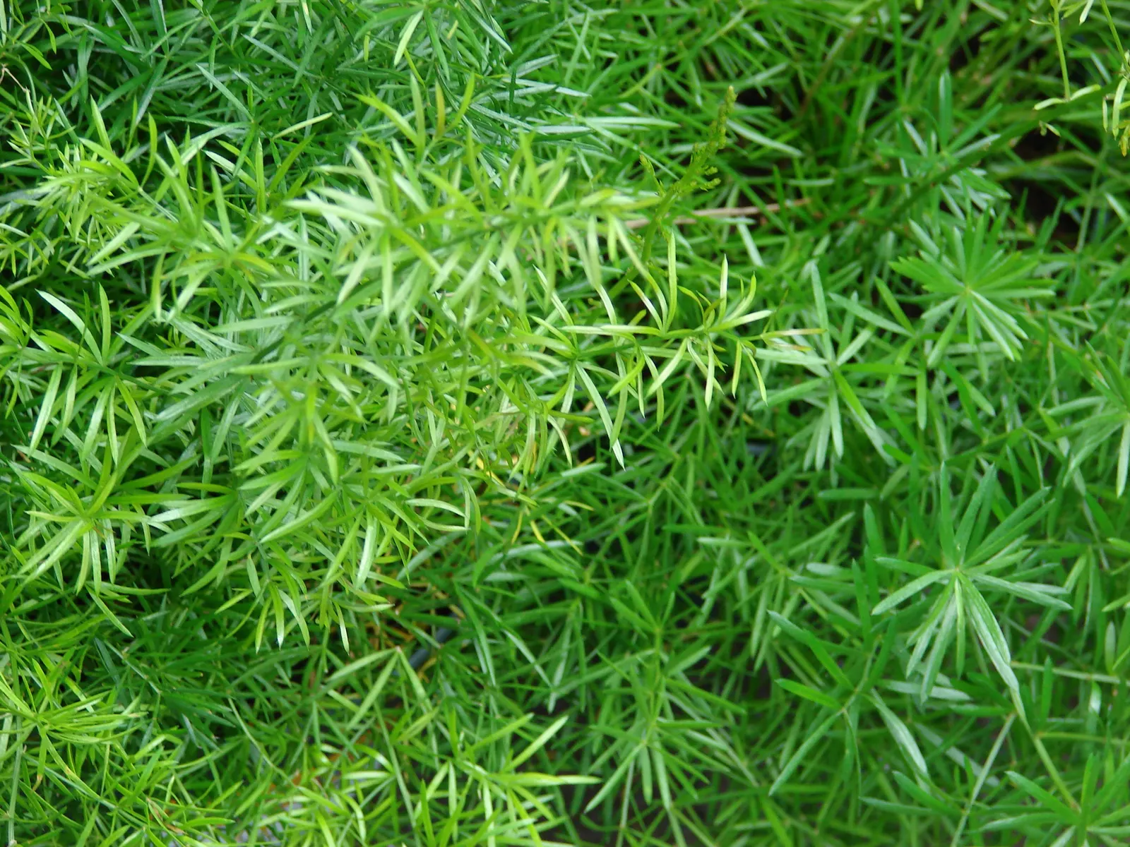 Sprenger Asparagus (Asparagus Densiflorus 'Sprengeri') — where its trailing branches can create a cascading effect; sprenger Asparagus adapts well but can
