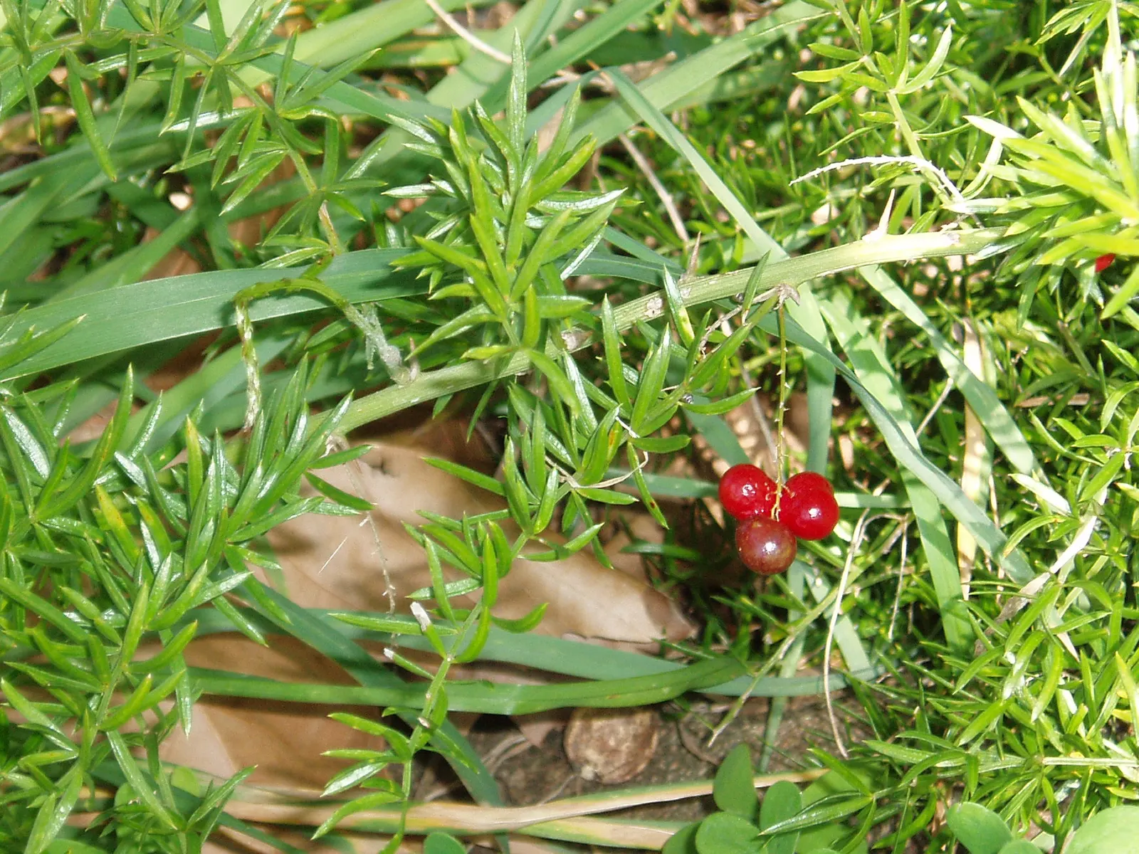 Sprenger Asparagus (Asparagus Densiflorus 'Sprengeri') — ornamental fern-like perennial; grows from a central root with trailing stems that can, image 86