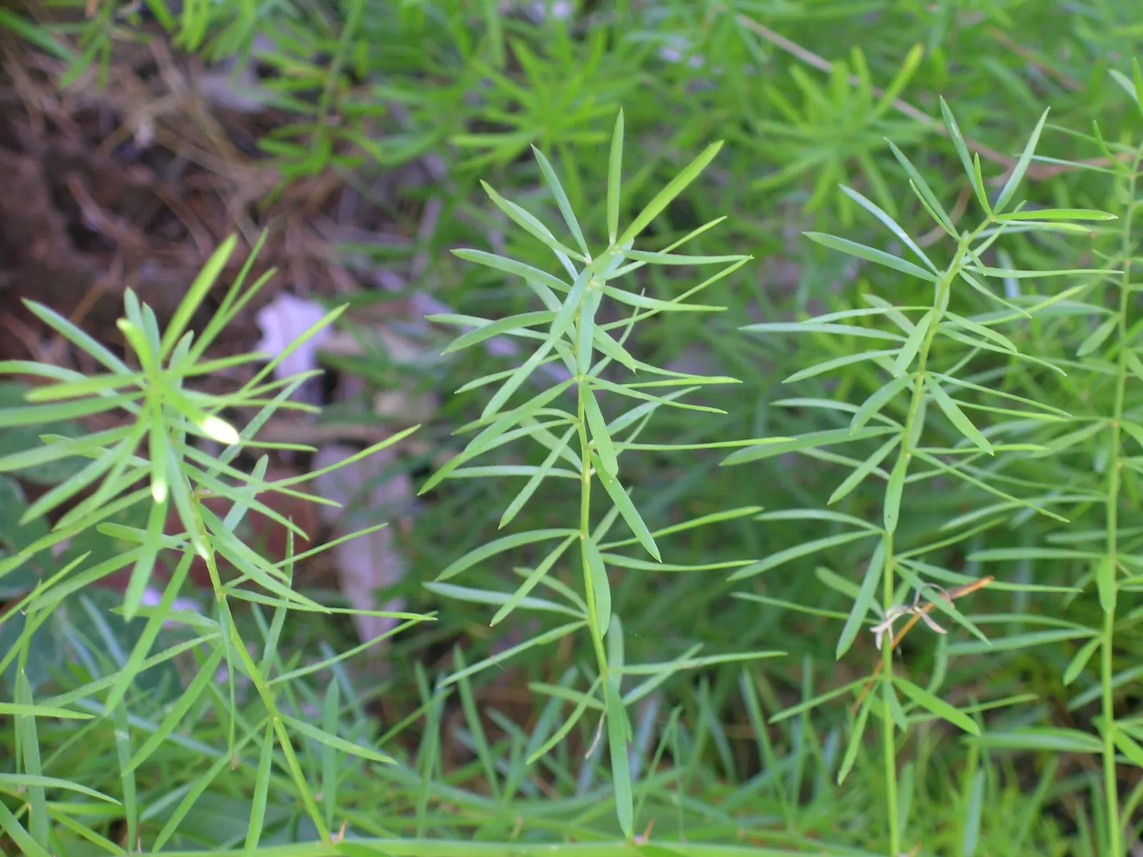 Sprenger Asparagus (Asparagus Densiflorus 'Sprengeri') — ornamental fern-like perennial; grows from a central root with trailing stems that can, image 44