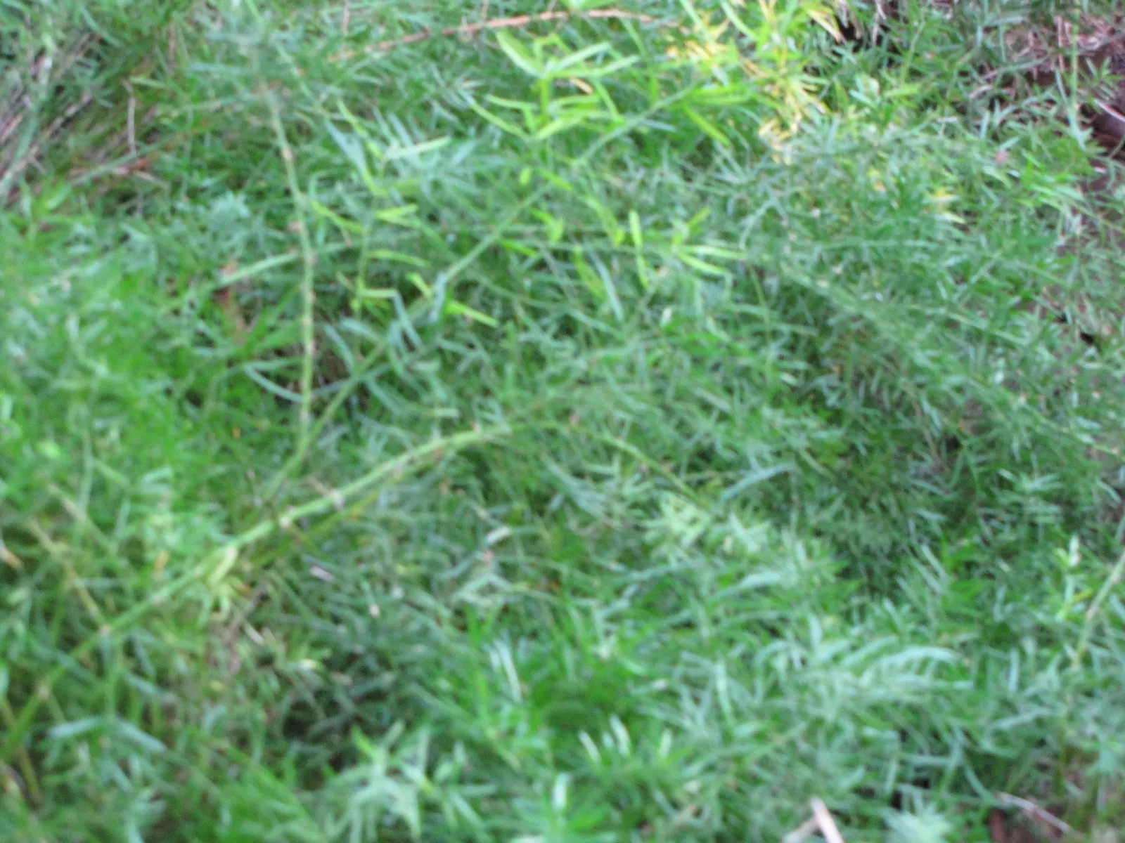 Sprenger Asparagus (Asparagus Densiflorus 'Sprengeri') — Thriving in USDA zones 9-11, it boasts arching stems reaching 2-3 feet with feathery, image 45