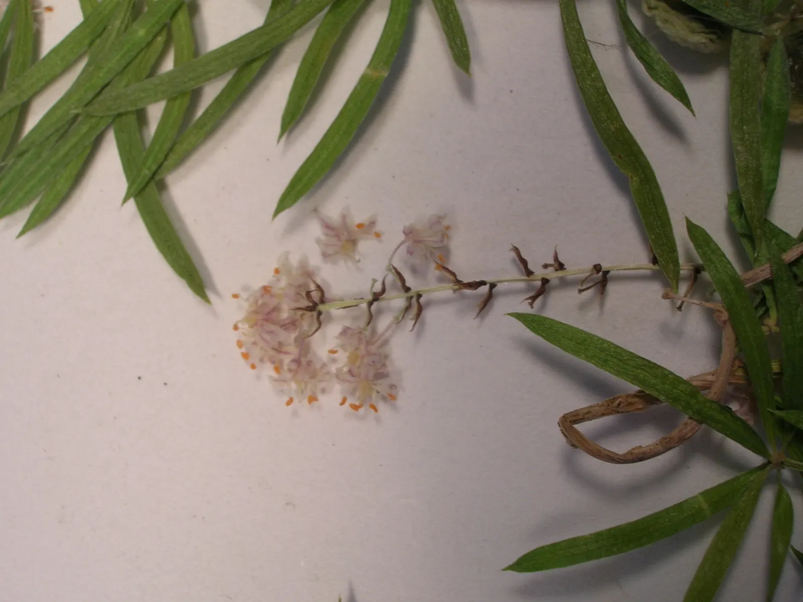 Sprenger Asparagus (Asparagus Densiflorus 'Sprengeri') — Sprenger Asparagus adapts well but can become invasive in certain areas