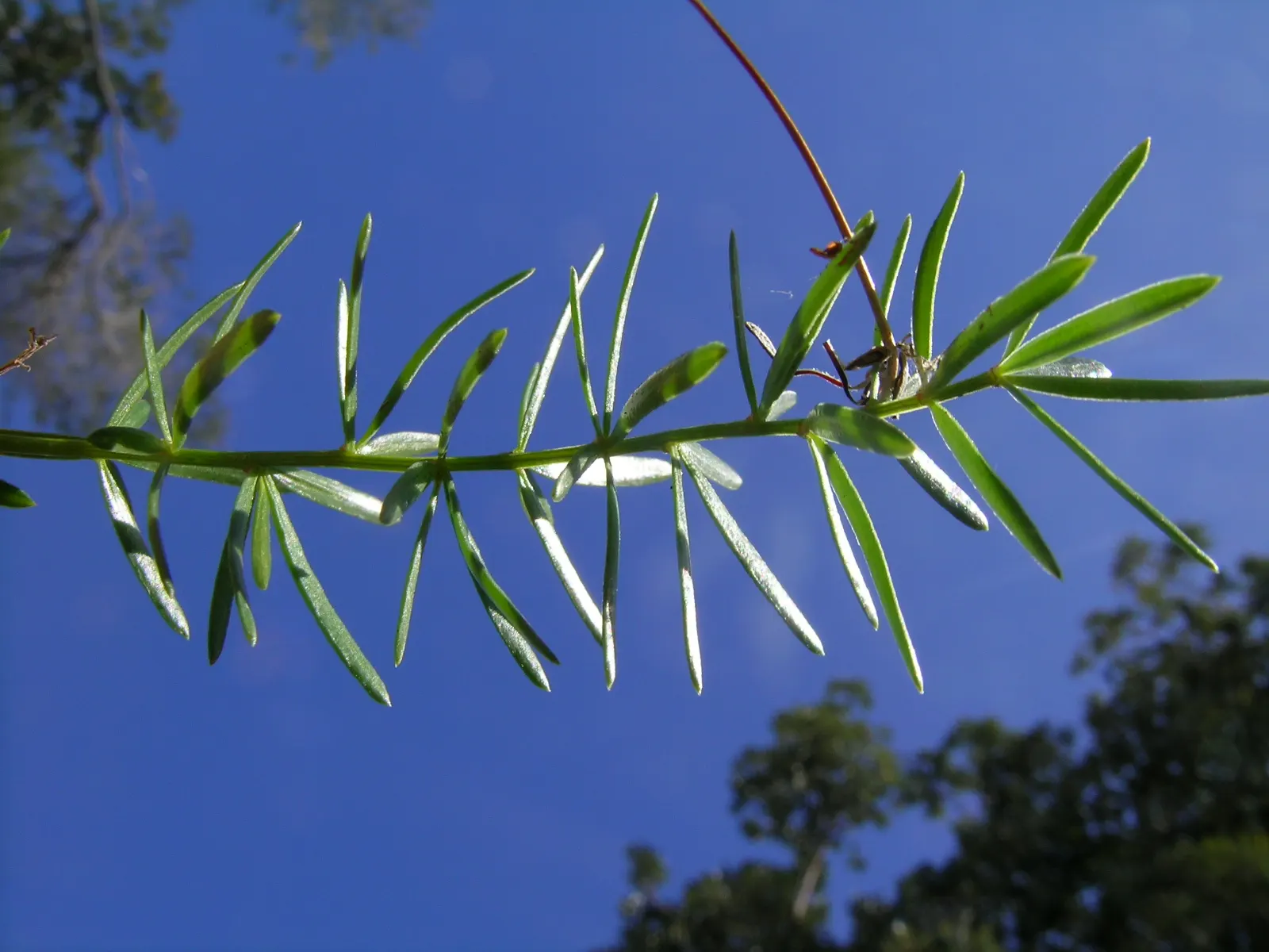 Sprenger Asparagus (Asparagus Densiflorus 'Sprengeri') — In summer, it produces small white flowers followed by vibrant red berries, adding a pop, image 79