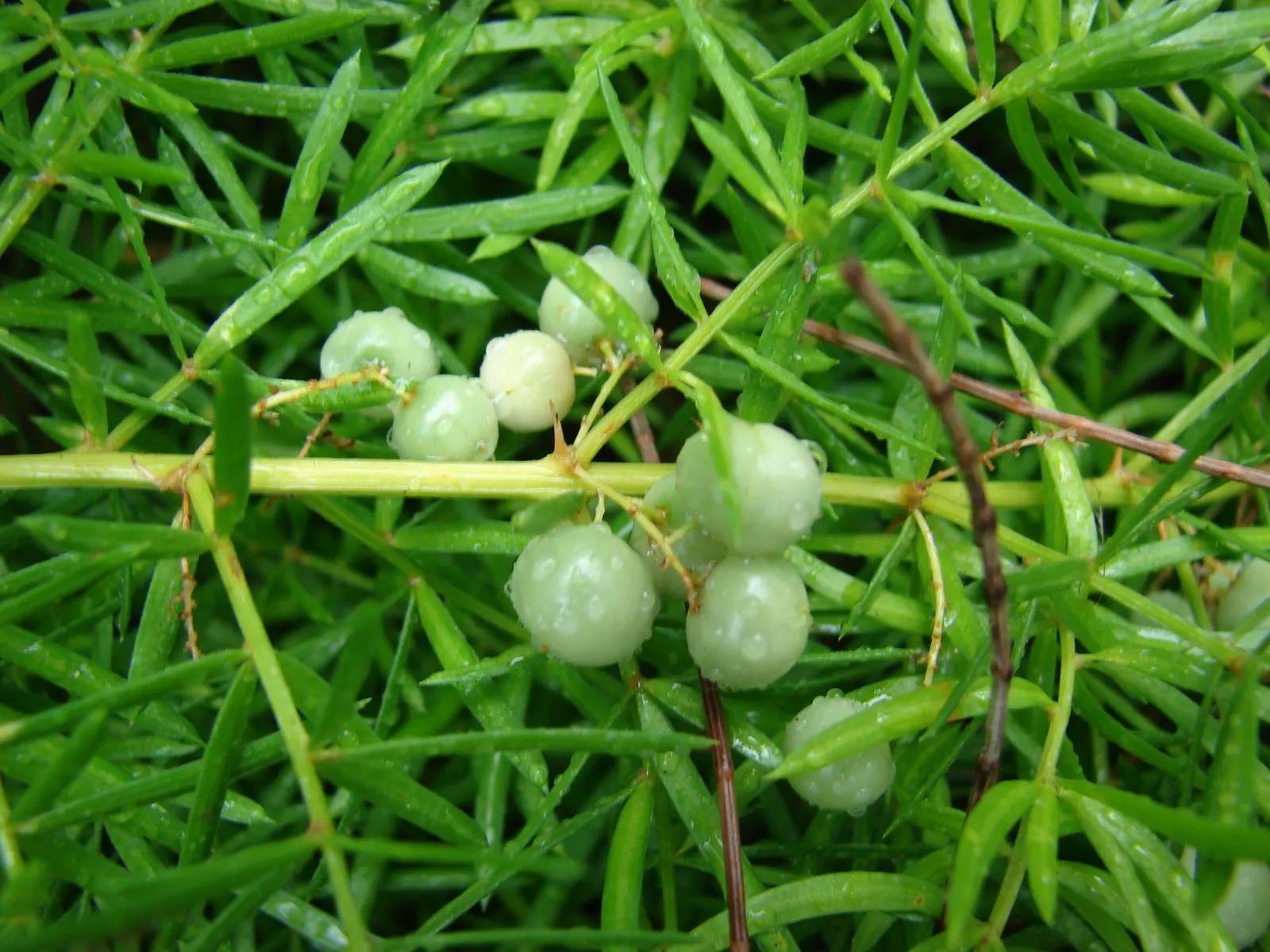 Sprenger Asparagus (Asparagus Densiflorus 'Sprengeri') — Keep watch for rare red berries which are toxic if ingested; perfect for hanging baskets, it adds