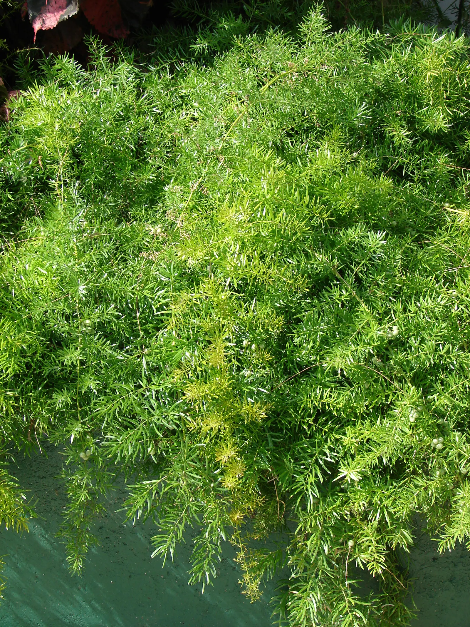Sprenger Asparagus (Asparagus Densiflorus 'Sprengeri') — where its trailing branches can create a cascading effect