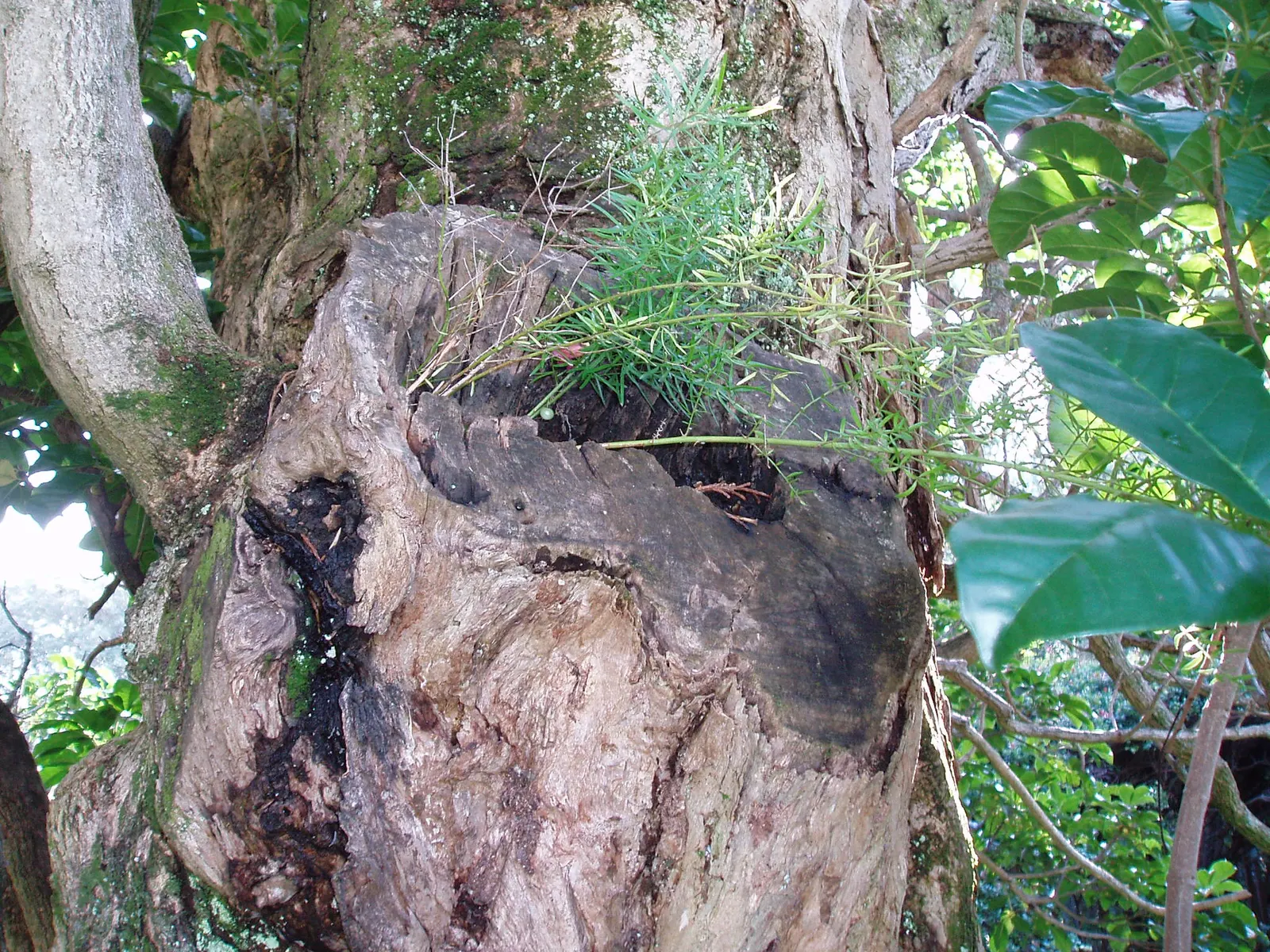 Sprenger Asparagus (Asparagus Densiflorus 'Sprengeri') — Drought-tolerant once established, with moderate water needs; sprenger Asparagus adapts, image 48