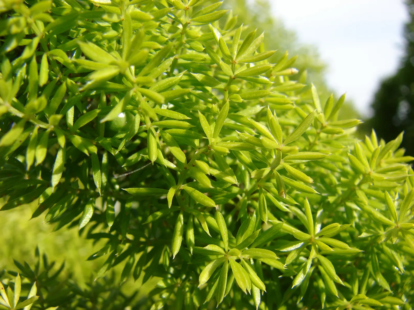 Sprenger Asparagus (Asparagus Densiflorus 'Sprengeri') — so regular maintenance may be required to control its growth; perfect for hanging baskets, image 82