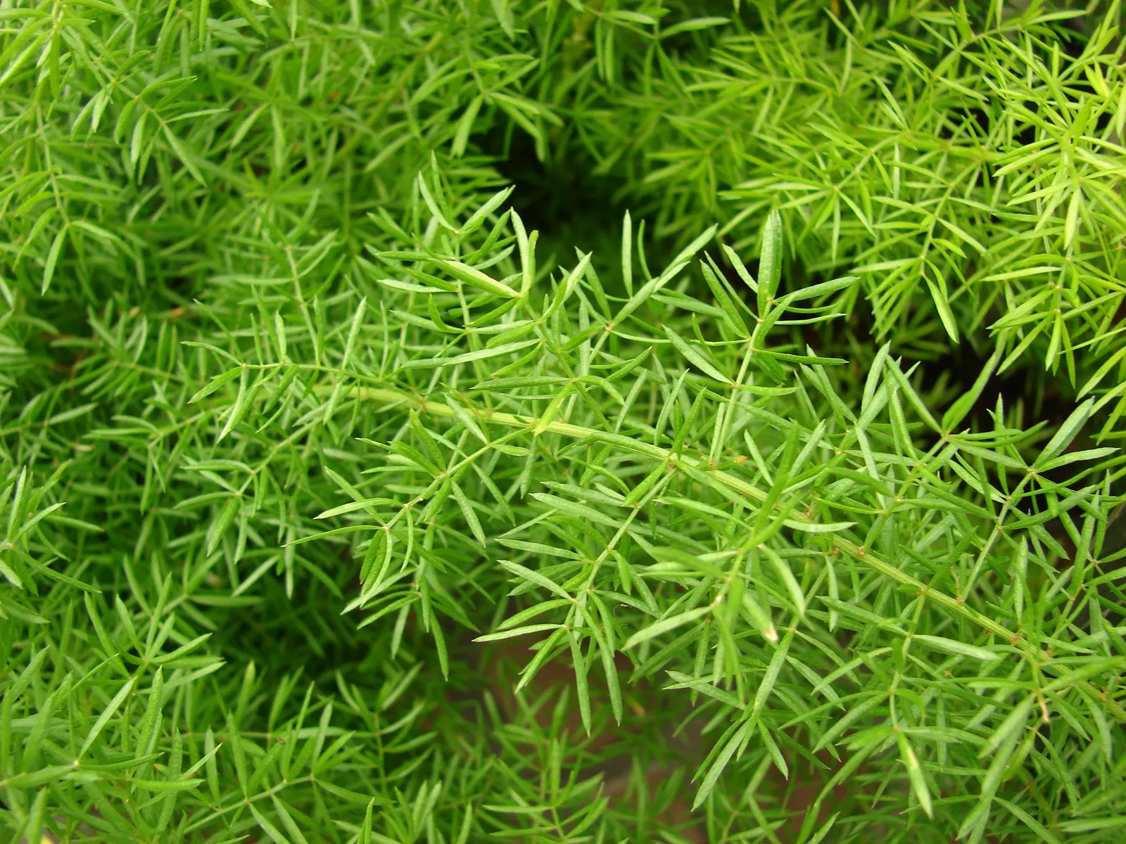 Sprenger Asparagus (Asparagus Densiflorus 'Sprengeri') — It's an excellent choice for hanging baskets; perfect for hanging baskets, it adds texture, image 76