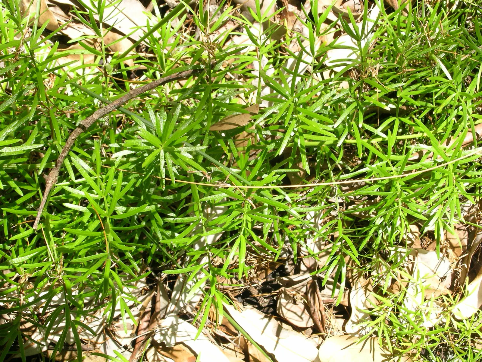 Sprenger Asparagus (Asparagus Densiflorus 'Sprengeri') — It's an excellent choice for hanging baskets; perfect for hanging baskets, it adds texture, image 55