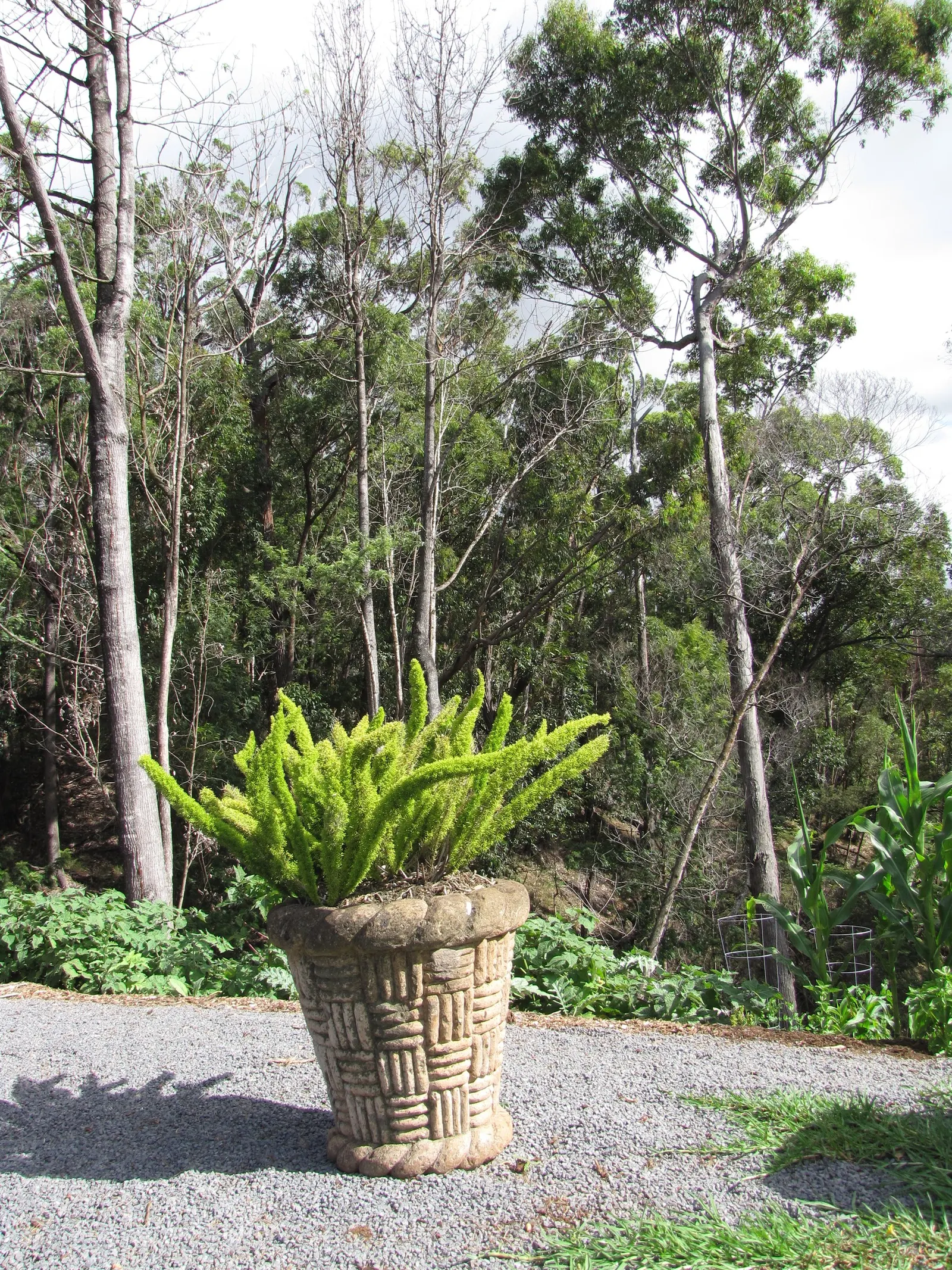 Sprenger Asparagus (Asparagus Densiflorus 'Sprengeri') — is an evergreen perennial that adds a lush; sprenger Asparagus adapts well but can become invasive in