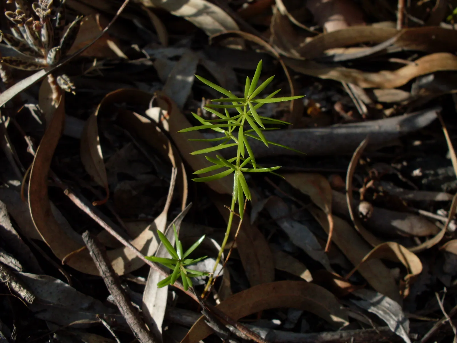 Sprenger Asparagus (Asparagus Densiflorus 'Sprengeri') — In summer, it produces small white flowers followed by vibrant red berries, adding a pop, image 100