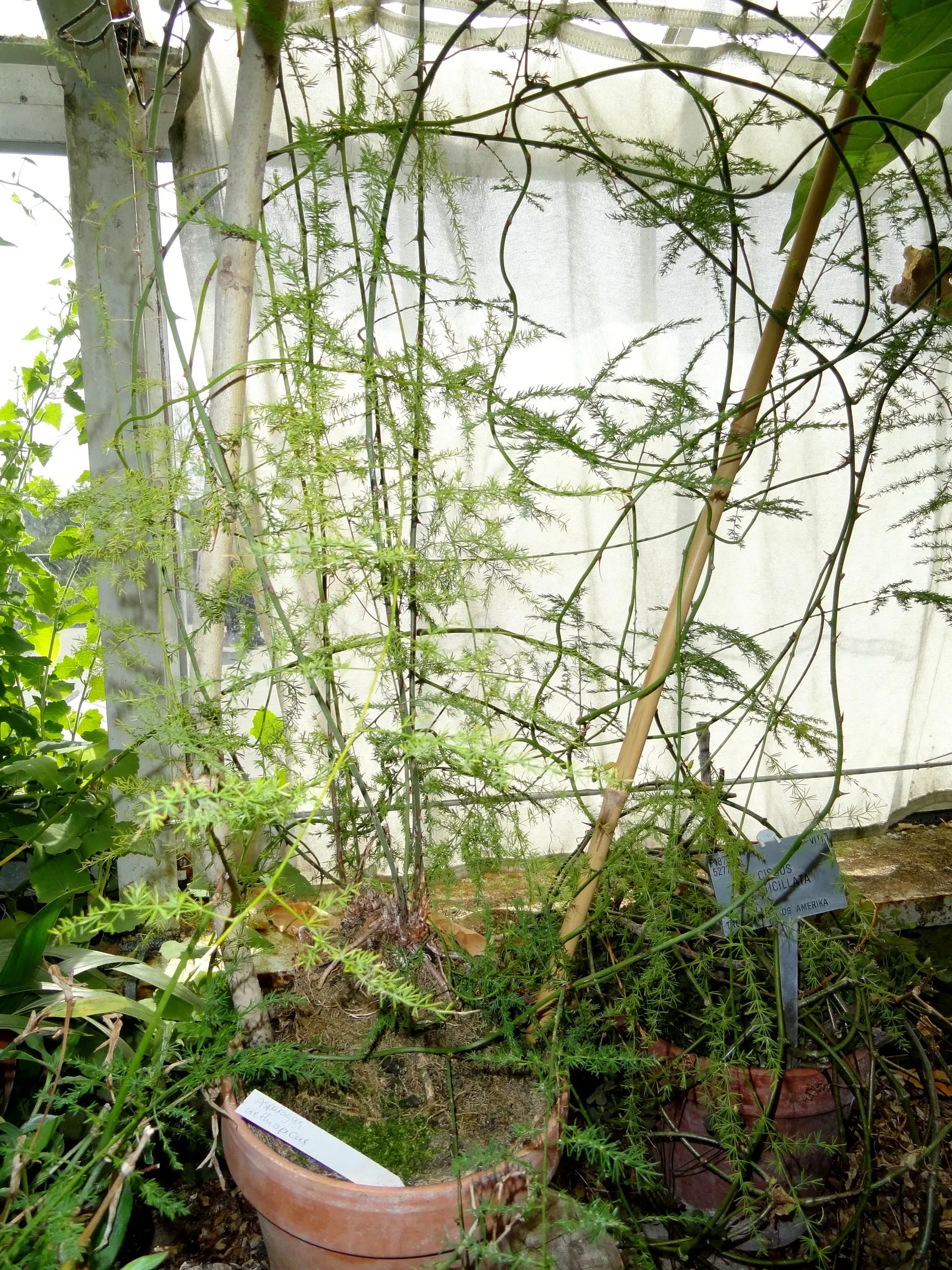 Sprenger Asparagus (Asparagus Densiflorus 'Sprengeri') — Drought-tolerant once established, with moderate water needs