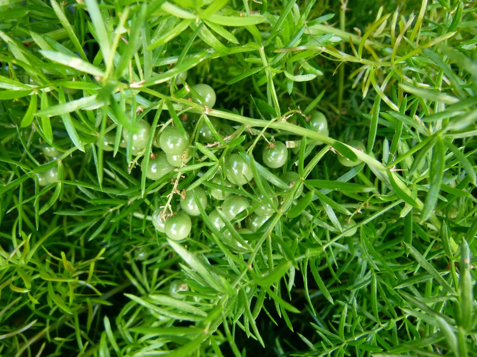 Sprenger Asparagus (Asparagus Densiflorus 'Sprengeri') — so regular maintenance may be required to control its growth; perfect for hanging baskets, image 124