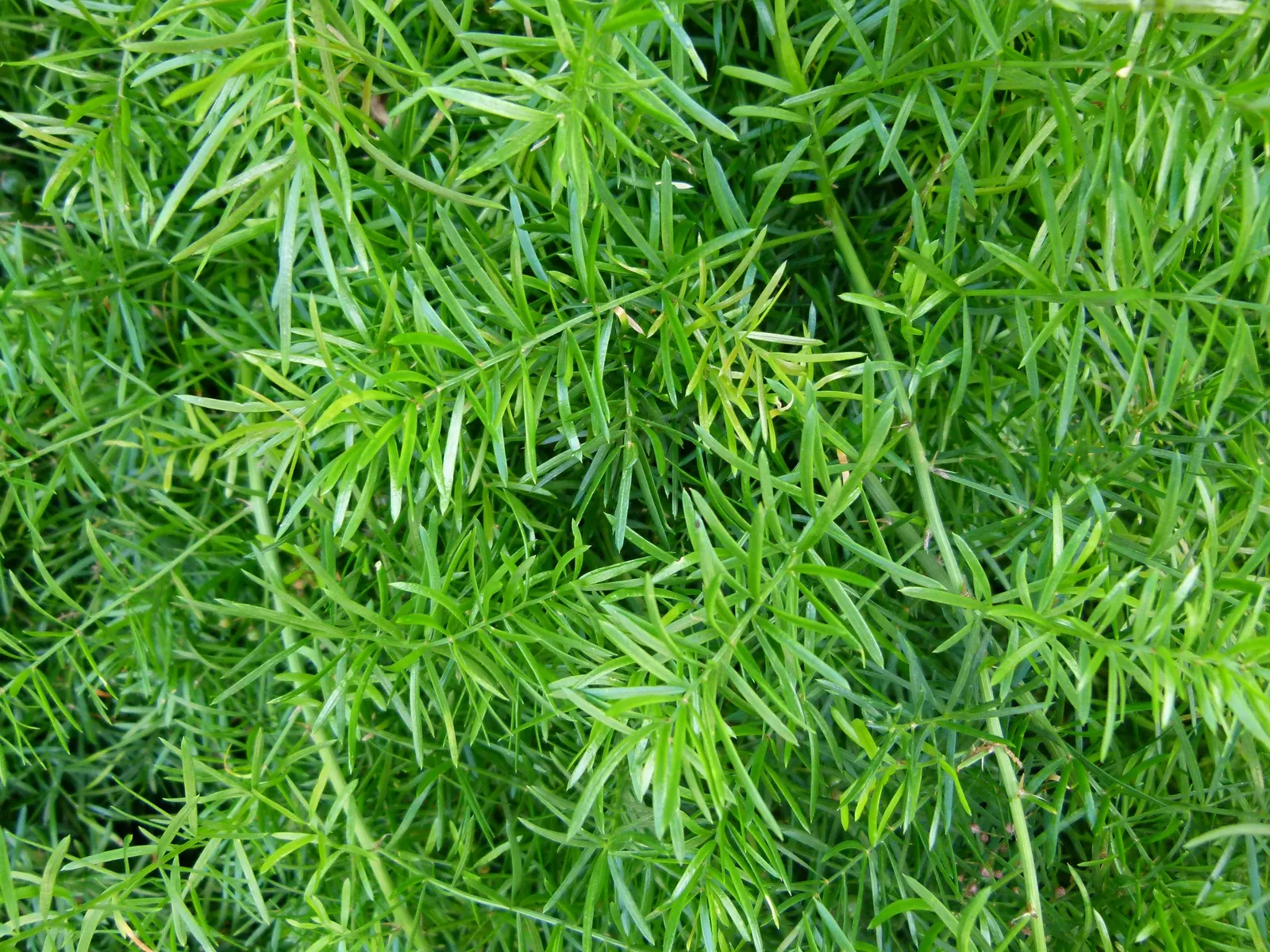 Sprenger Asparagus (Asparagus Densiflorus 'Sprengeri') — Keep watch for rare red berries which are toxic if ingested; perfect for hanging baskets, image 91